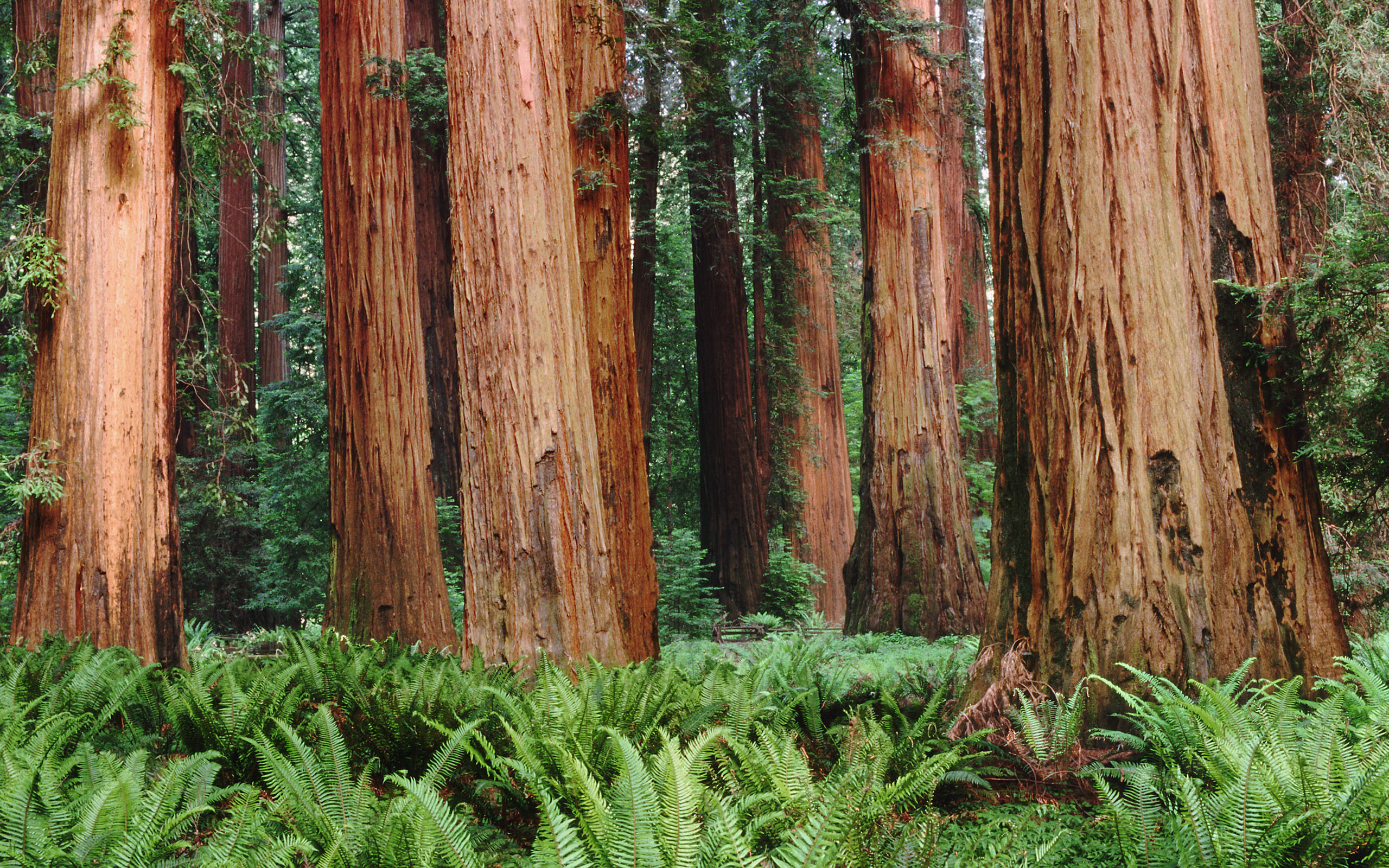 Laden Sie das Wald, Erde/natur-Bild kostenlos auf Ihren PC-Desktop herunter