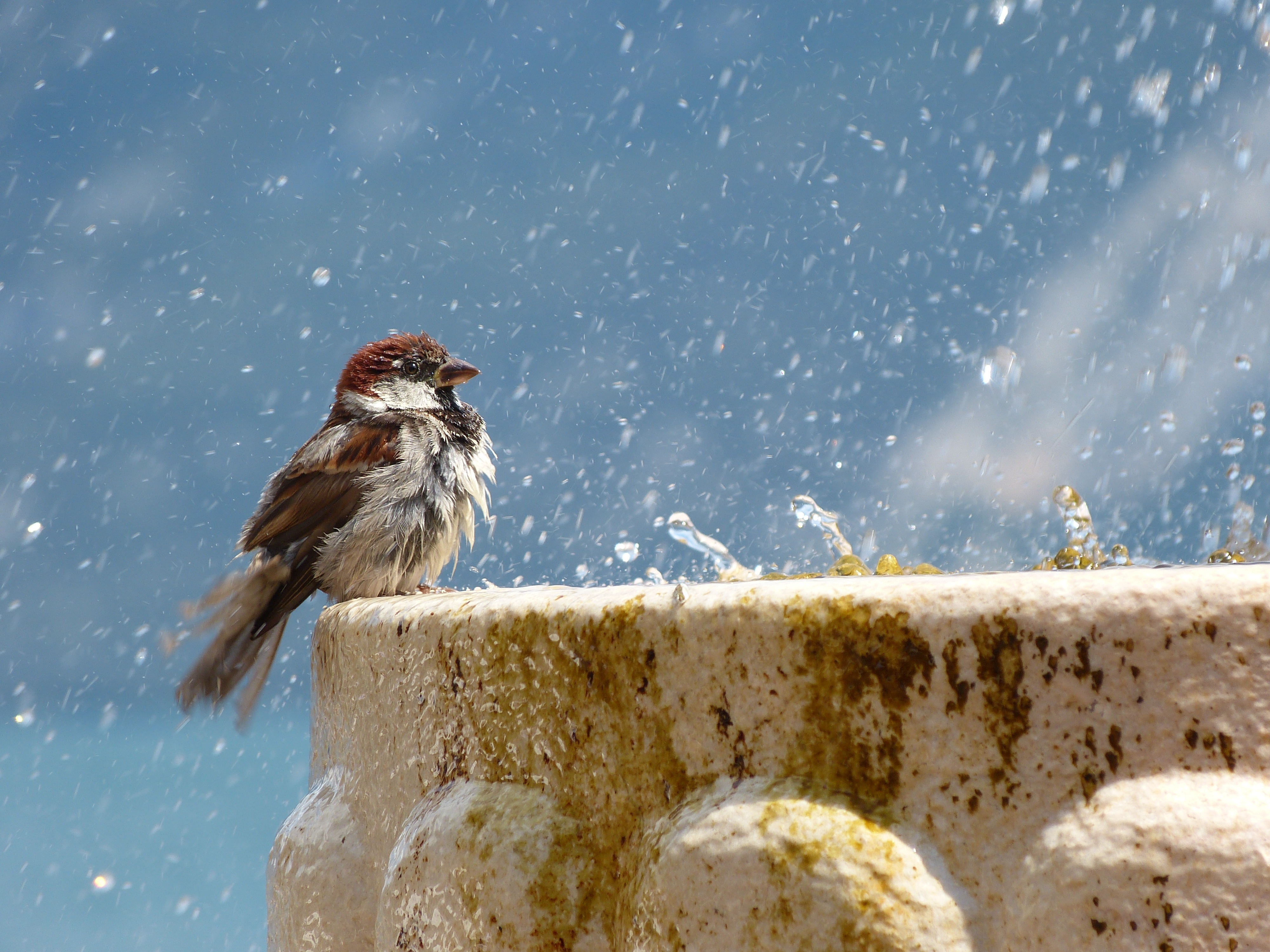 Free download wallpaper Birds, Fountain, Bird, Sparrow, Animal, Water Drop on your PC desktop