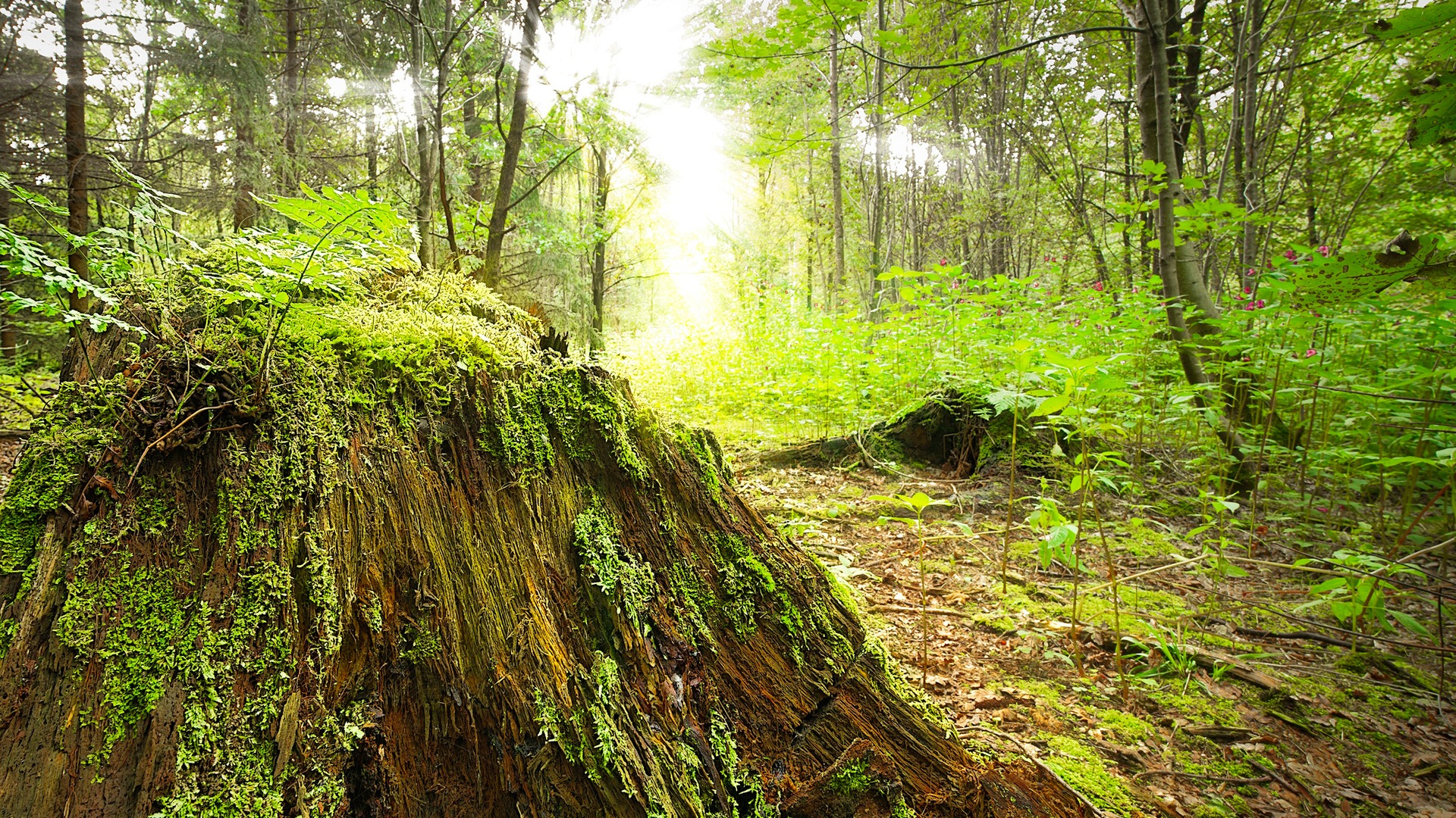 Descarga gratuita de fondo de pantalla para móvil de Bosque, Rayo De Sol, Tierra/naturaleza.