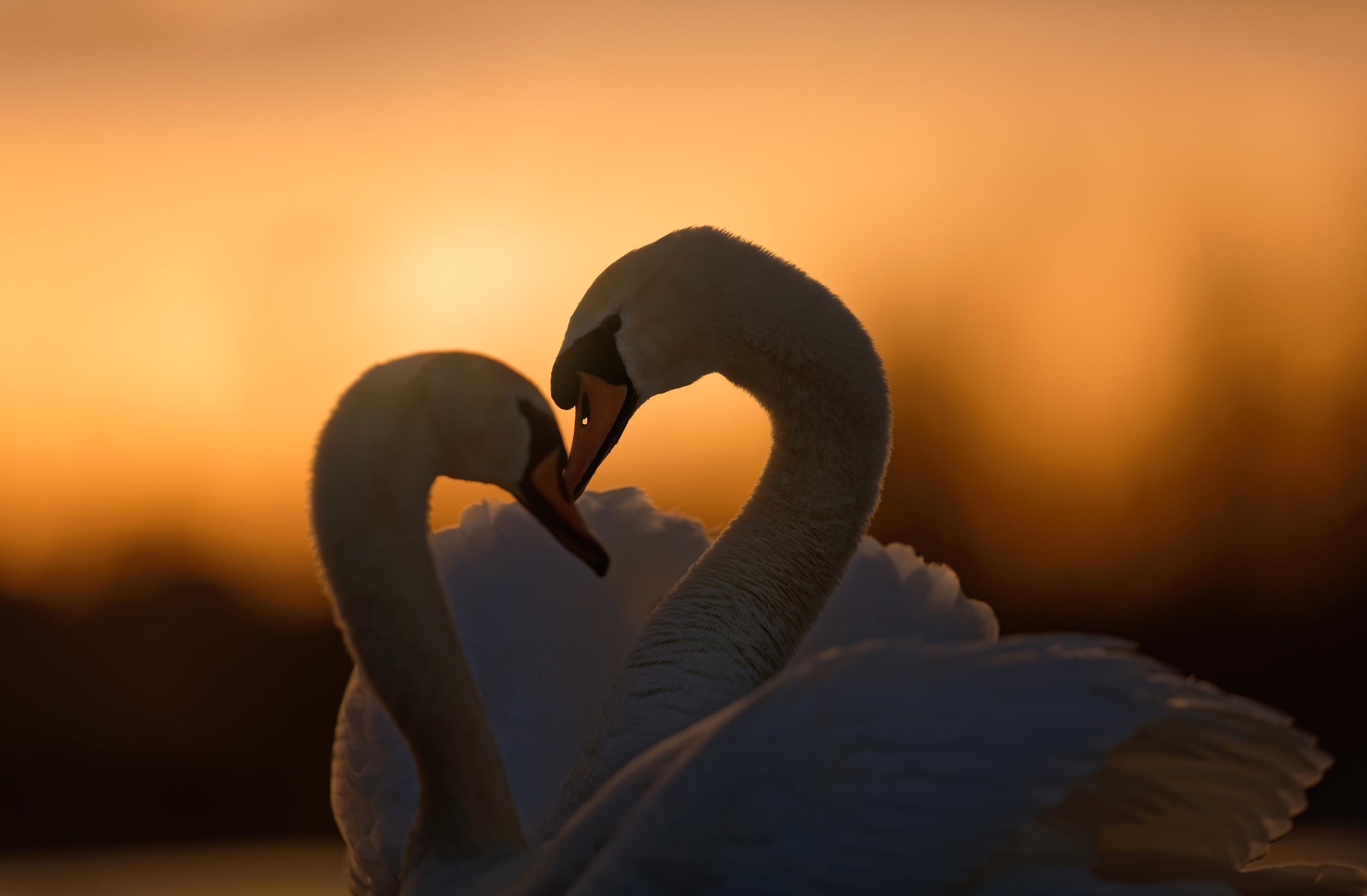 Download mobile wallpaper Birds, Sunset, Love, Bird, Animal, Swan, Mute Swan for free.