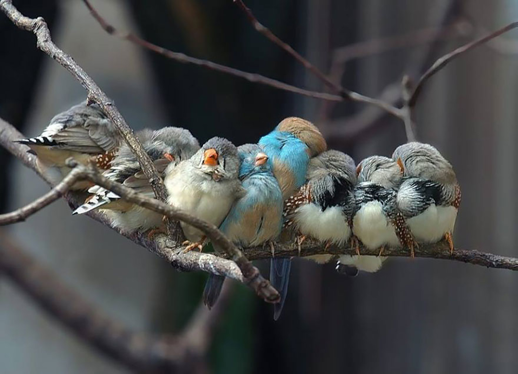 Téléchargez gratuitement l'image Animaux, Oiseau sur le bureau de votre PC