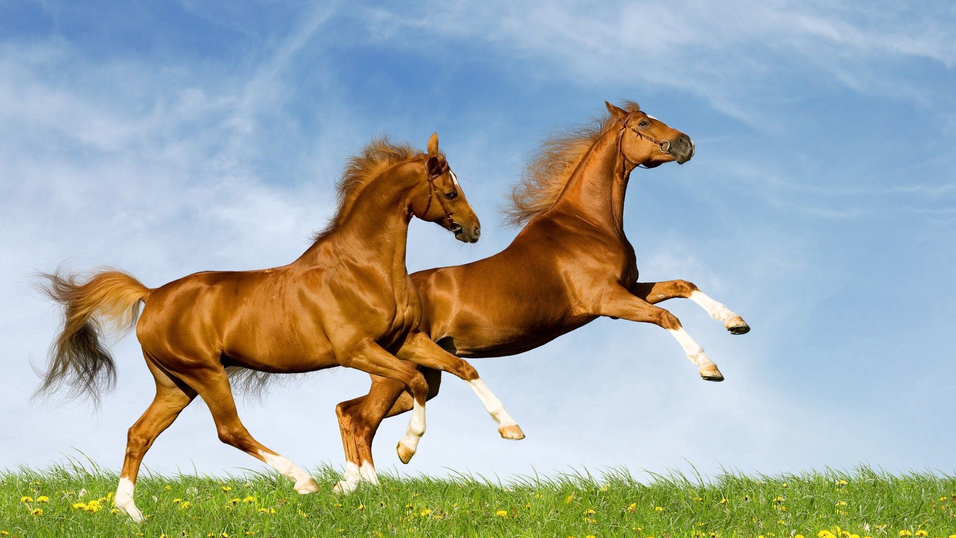 85711 скачать картинку лошади, животные, трава, поле, скакать - обои и заставки бесплатно