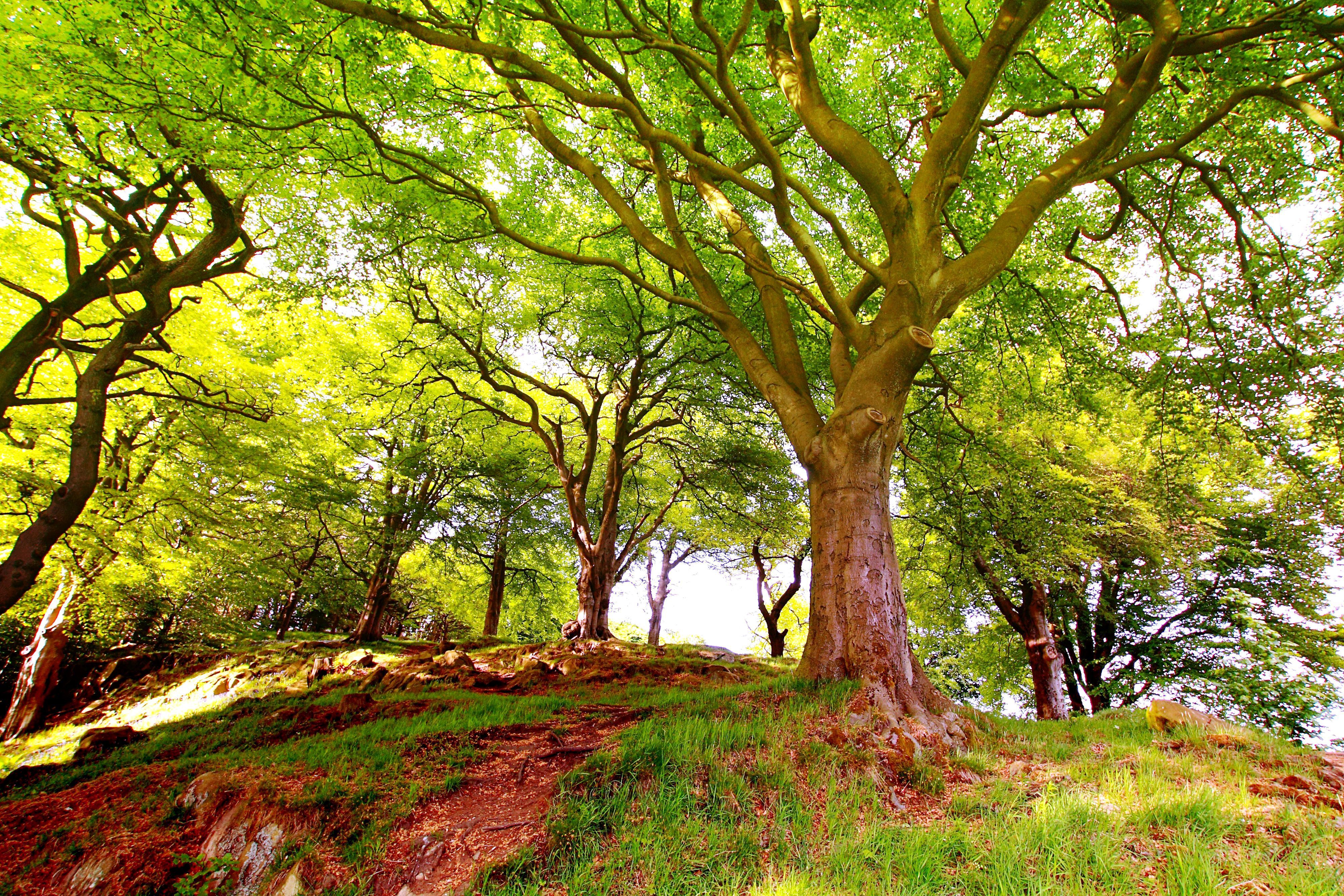 Скачать обои бесплатно Деревья, Озеро, Дерево, Зеленый, Земля/природа картинка на рабочий стол ПК