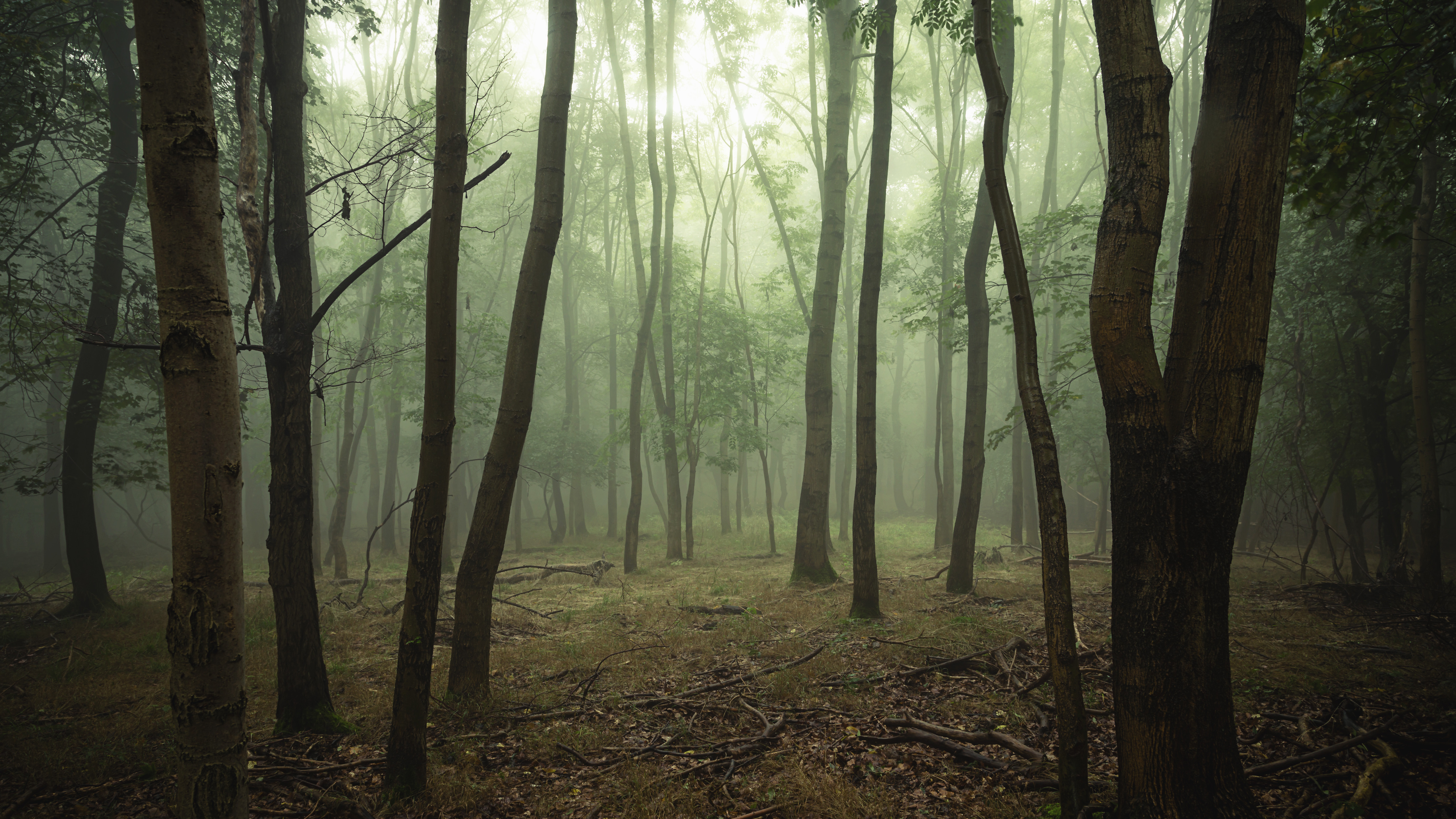 155886 завантажити картинку туман, природа, дерева, ліс, гілки, відділень - шпалери і заставки безкоштовно