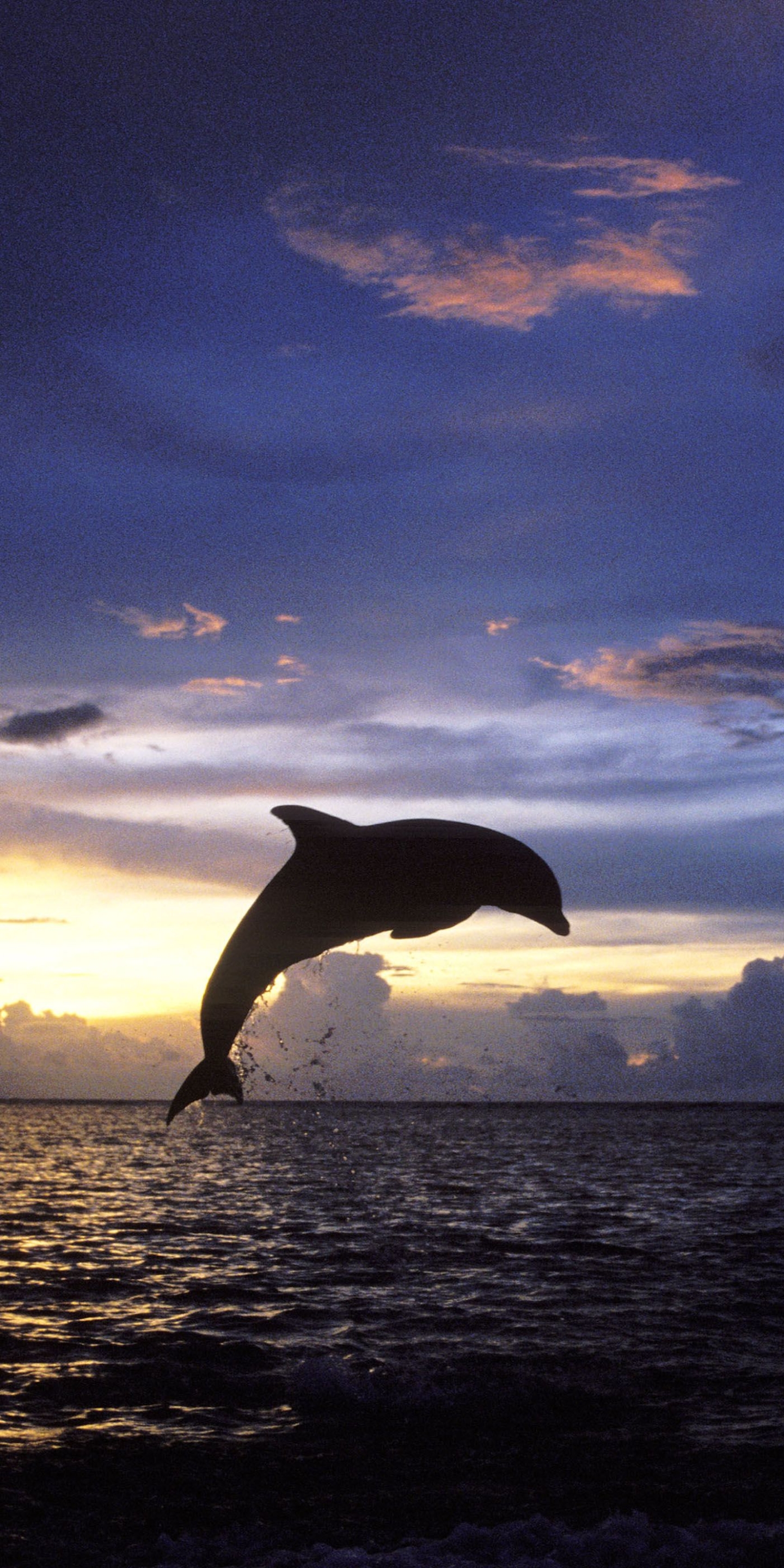 Download mobile wallpaper Animal, Dolphin for free.