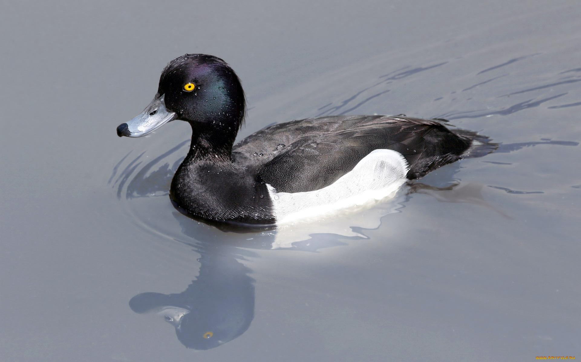 Téléchargez gratuitement l'image Animaux, Canard sur le bureau de votre PC