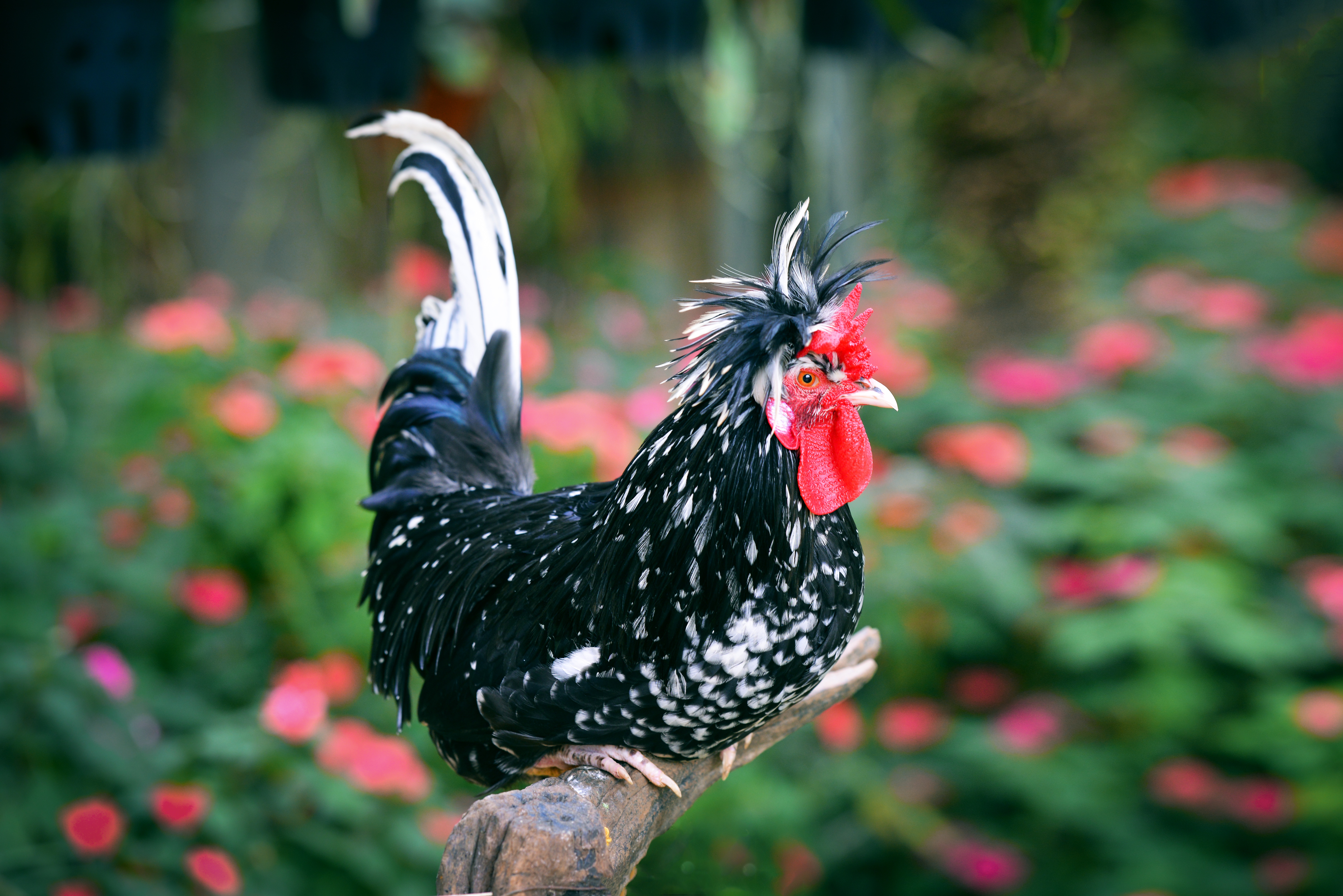 Free download wallpaper Birds, Animal, Chicken on your PC desktop