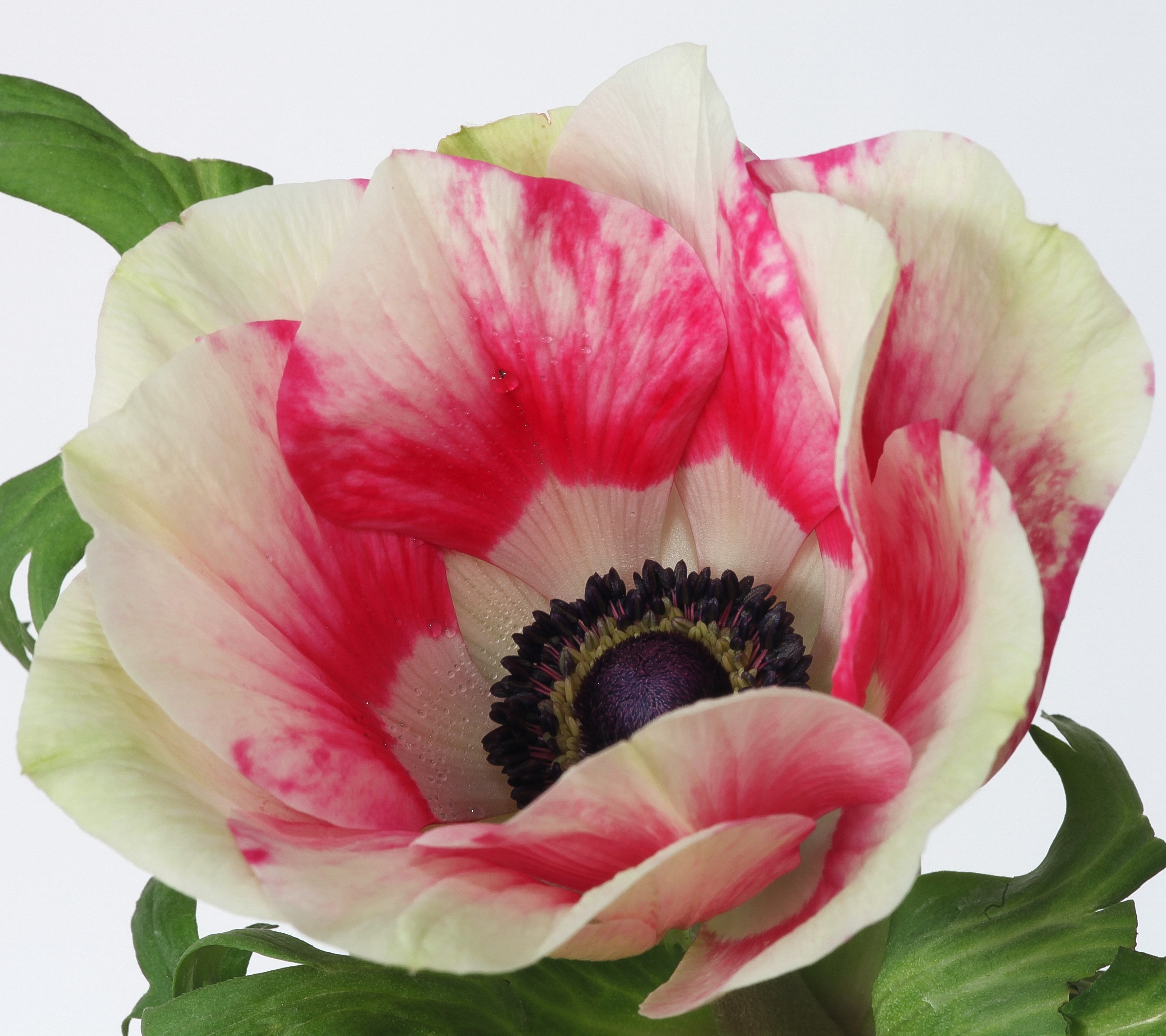 Laden Sie das Blumen, Blume, Nahansicht, Erde/natur, Windröschen-Bild kostenlos auf Ihren PC-Desktop herunter