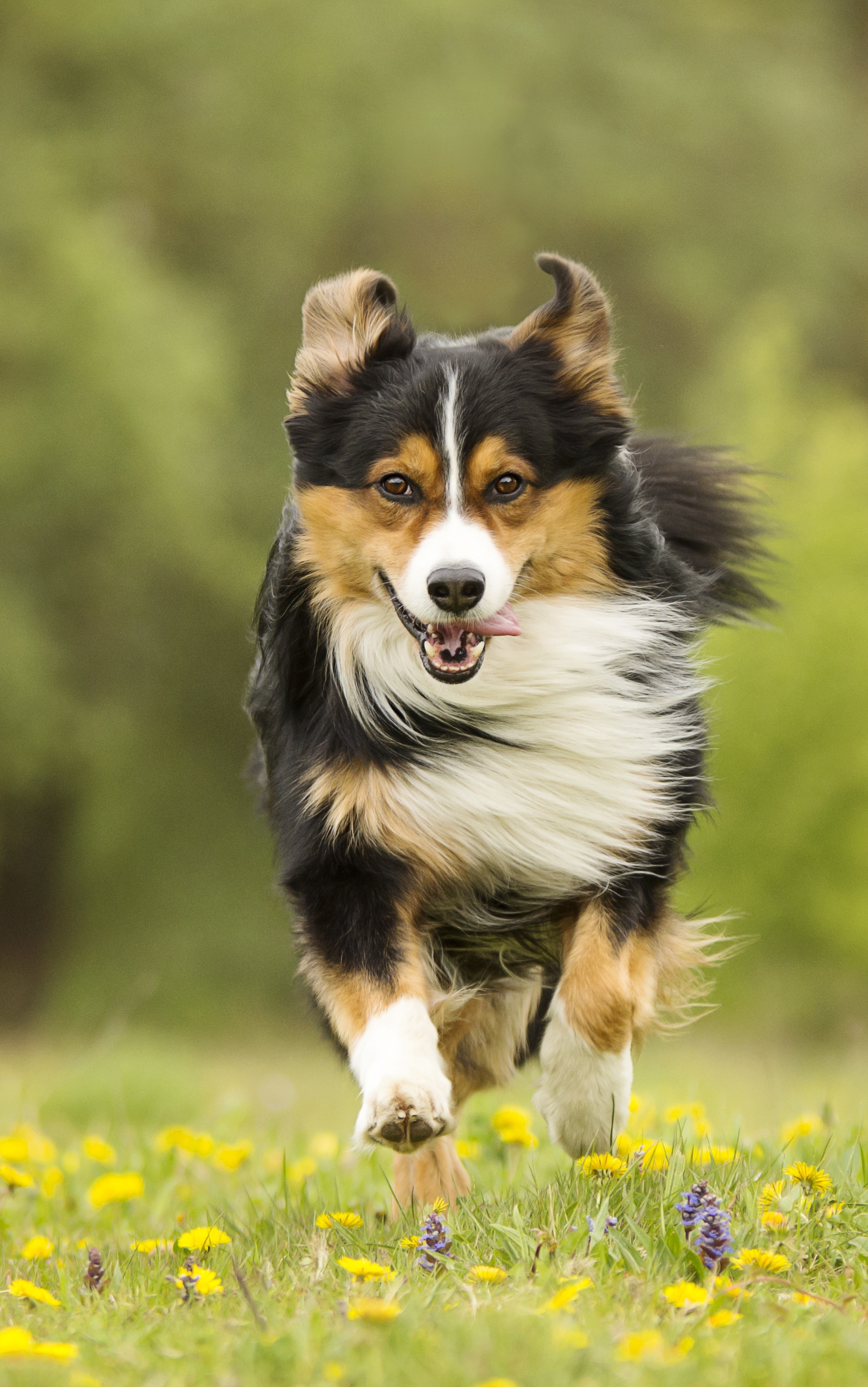 Baixar papel de parede para celular de Animais, Cães, Cão gratuito.