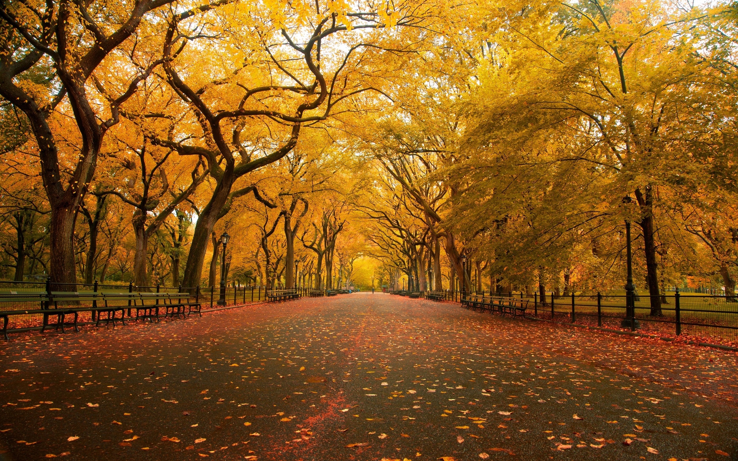 無料モバイル壁紙木, オレンジ, 秋, 風景をダウンロードします。
