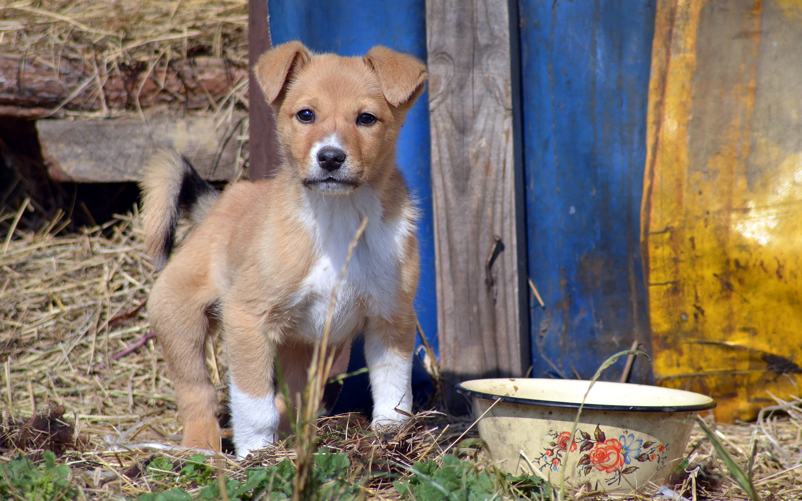 Handy-Wallpaper Tiere, Hunde, Welpen kostenlos herunterladen.