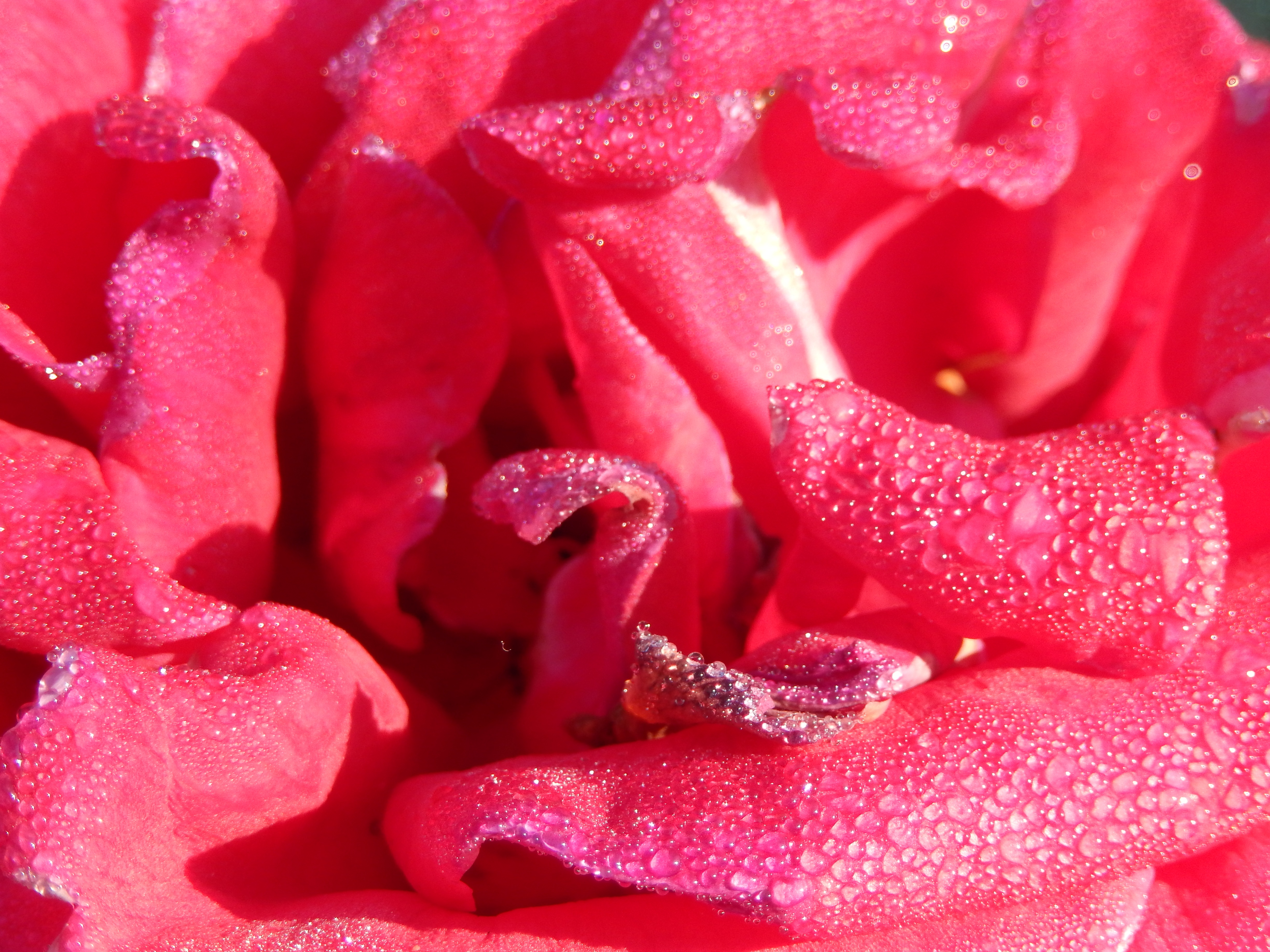 Free download wallpaper Macro, Dew, Drops, Rose Flower, Rose, Petals on your PC desktop