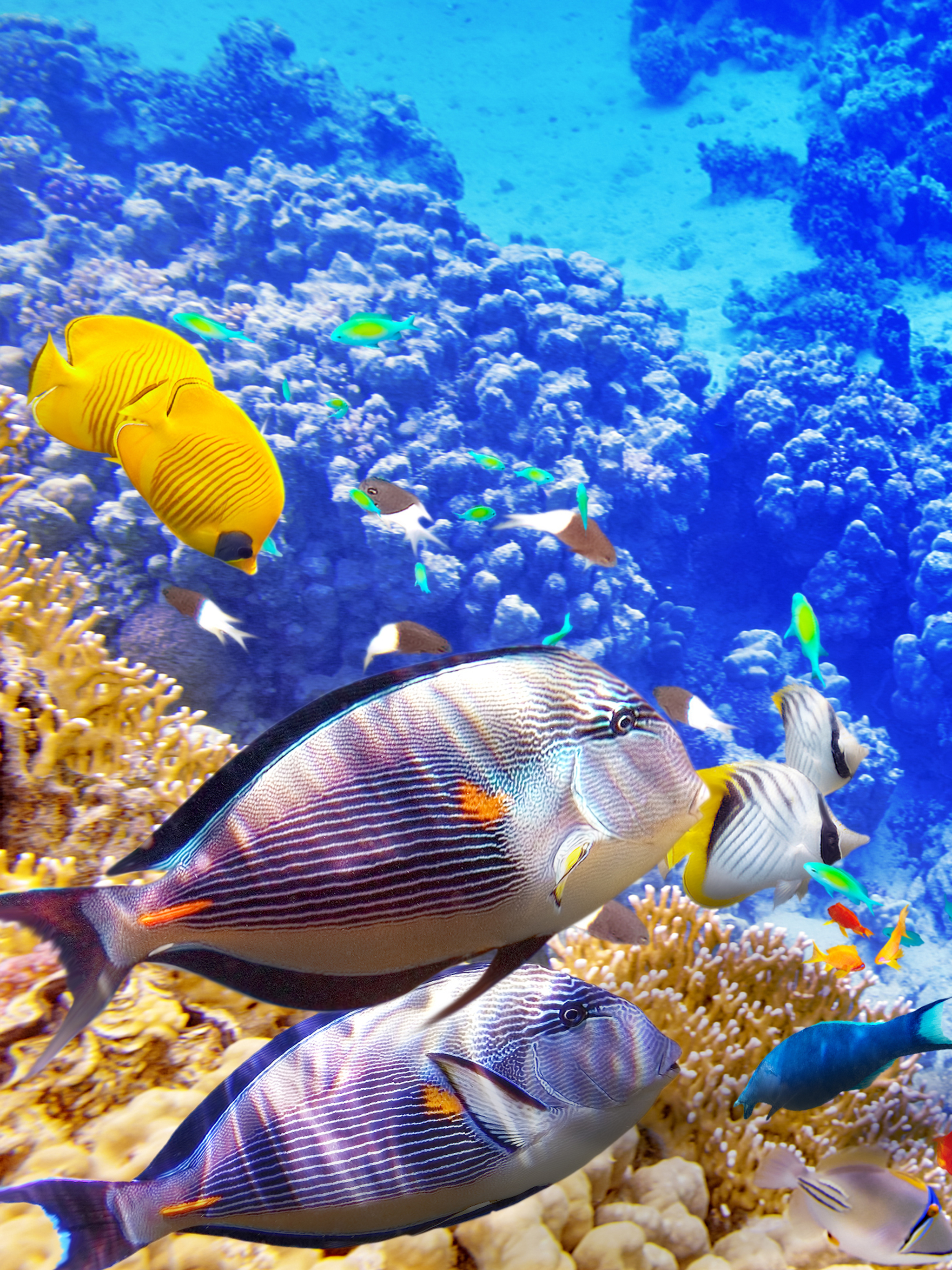 1403450 Hintergrundbild herunterladen tiere, seeleben, manta, korallenriff, fische, fisch, unterwasser - Bildschirmschoner und Bilder kostenlos