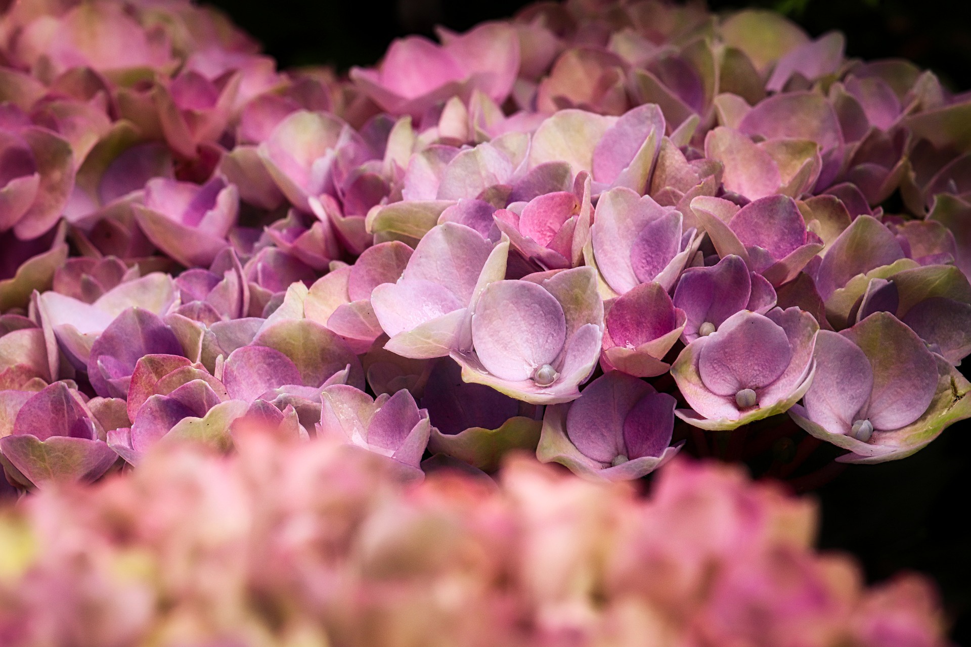 Download mobile wallpaper Nature, Flowers, Flower, Earth, Hydrangea, Pink Flower for free.