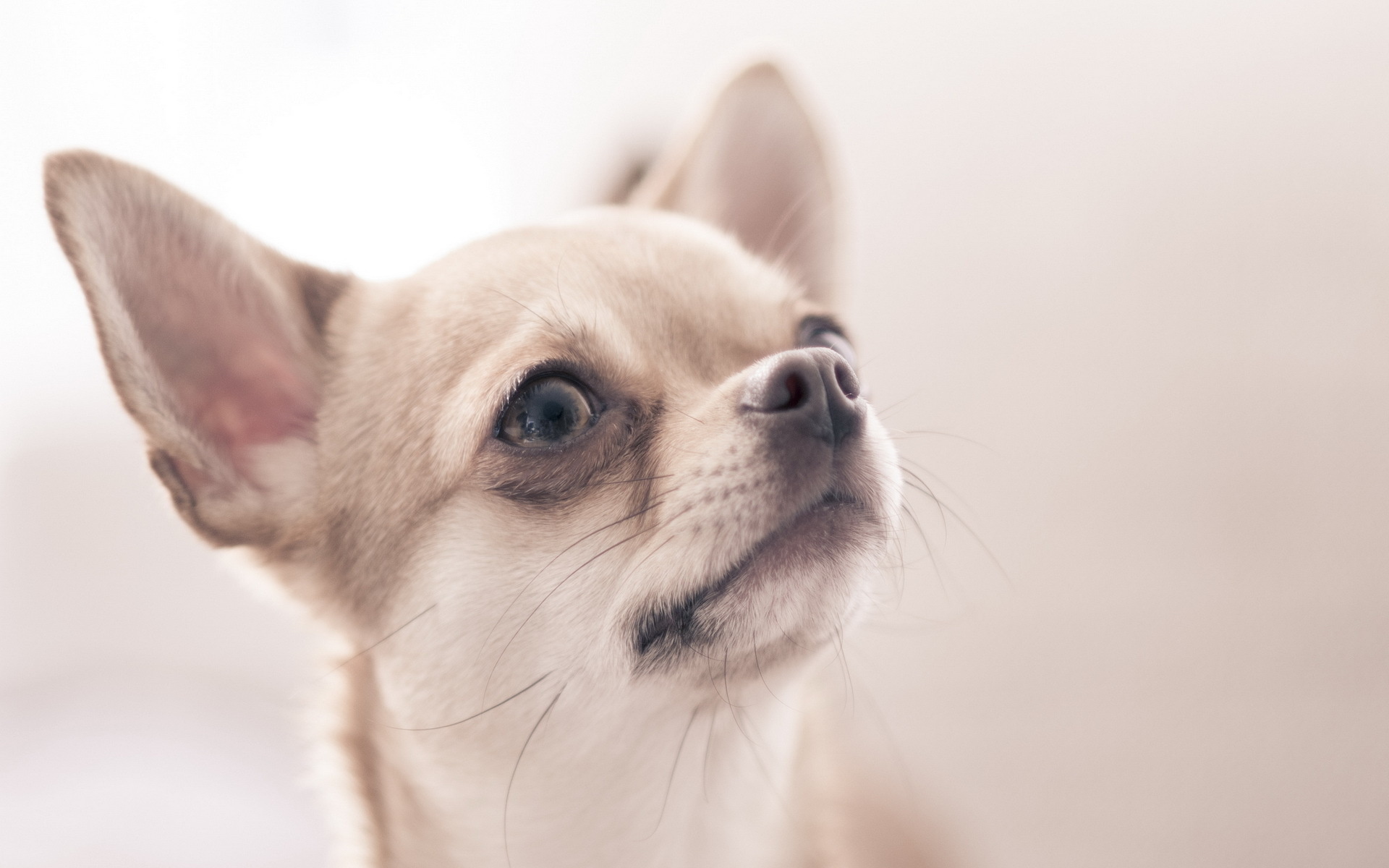 Téléchargez des papiers peints mobile Chiens, Chien, Animaux gratuitement.