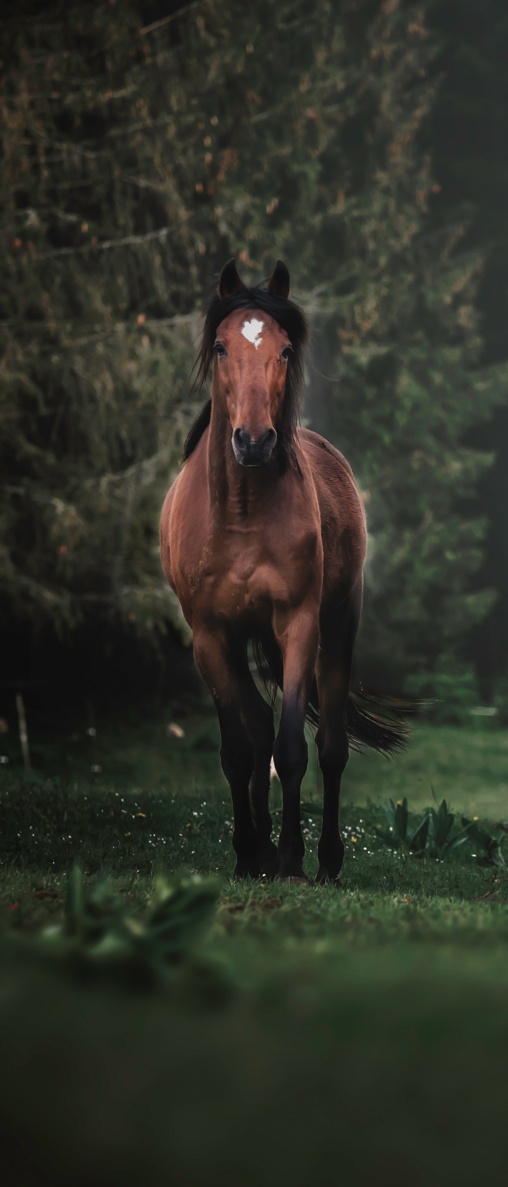 Descarga gratuita de fondo de pantalla para móvil de Animales, Caballo.