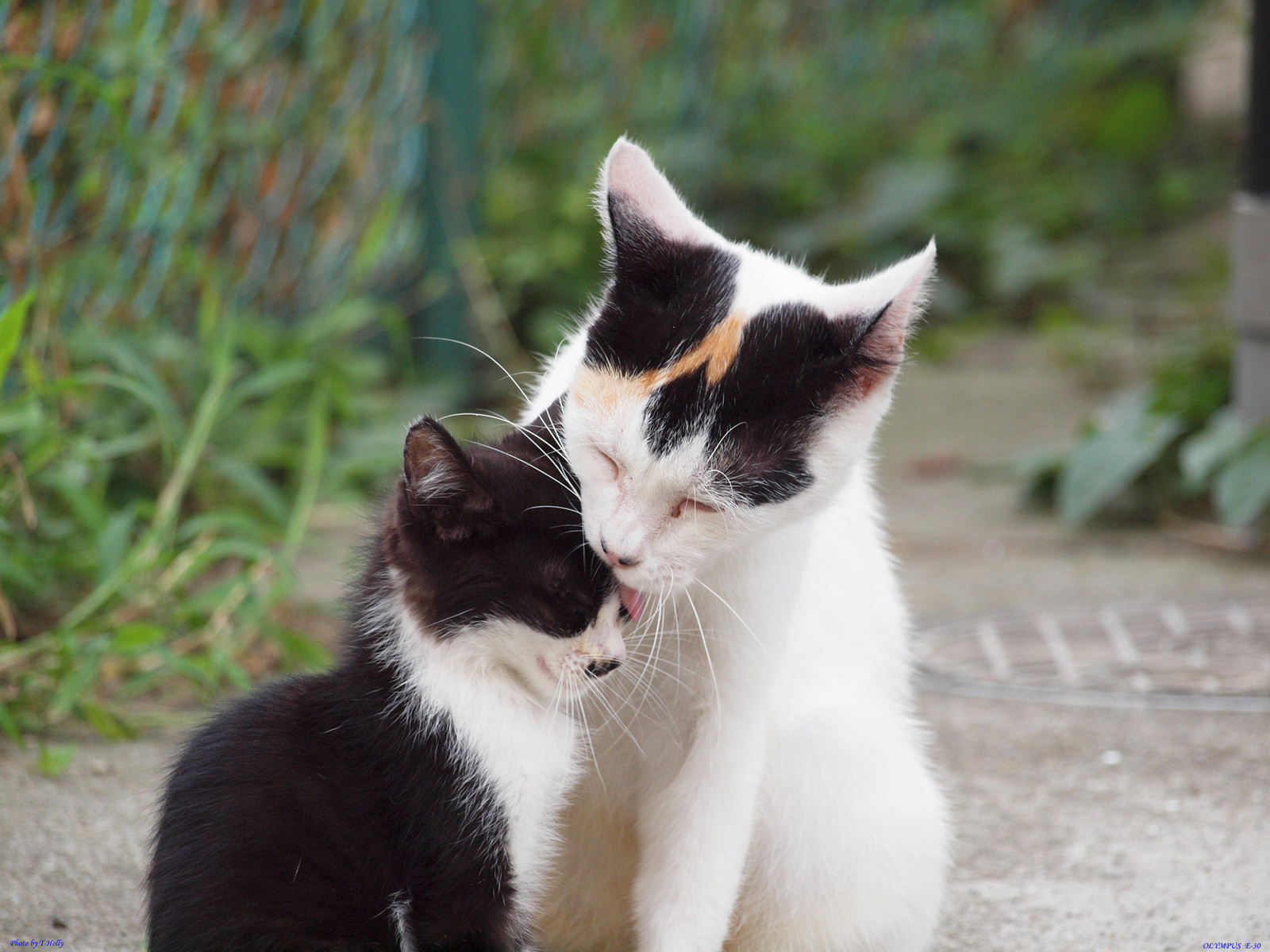 Handy-Wallpaper Katze, Katzen, Tiere kostenlos herunterladen.