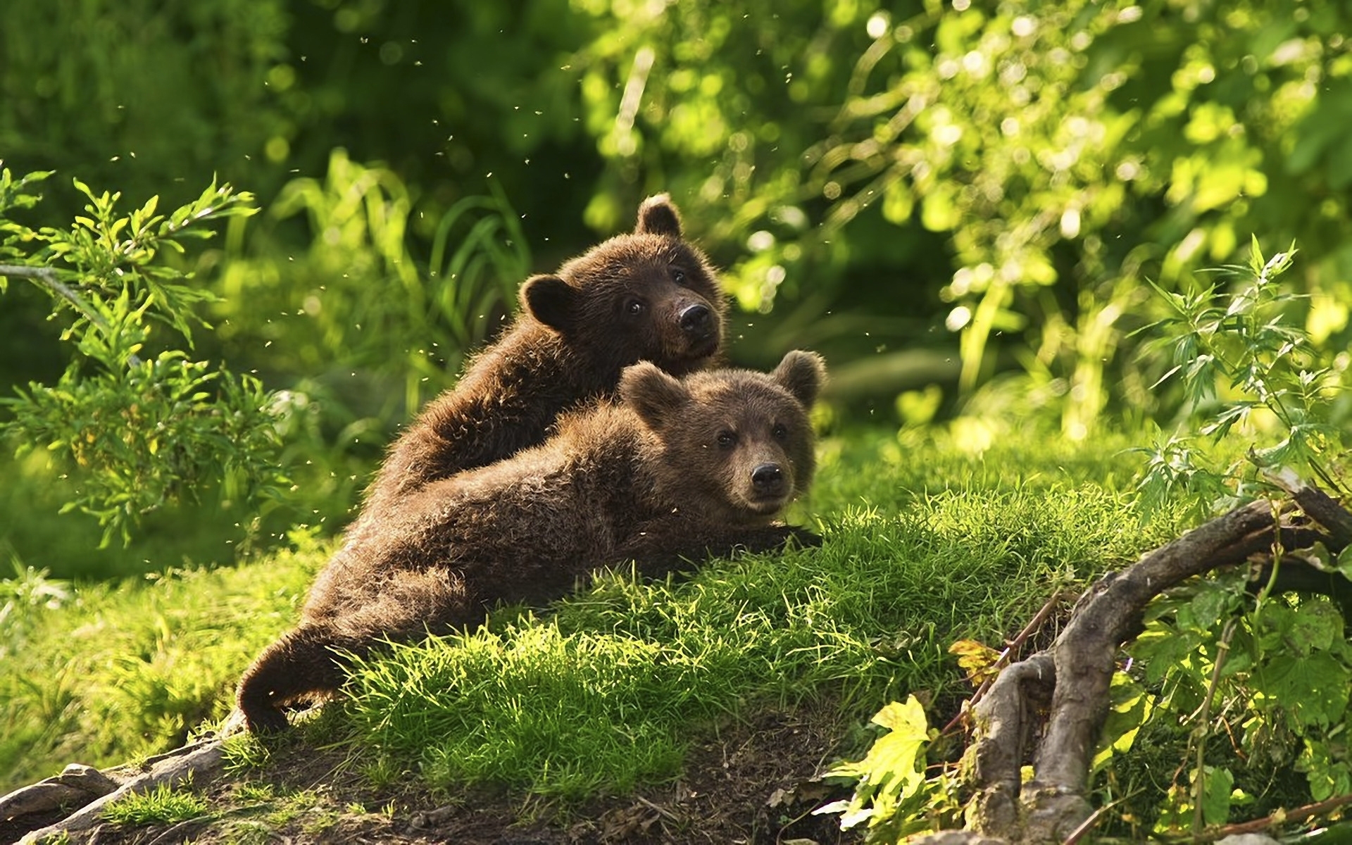 Descarga gratuita de fondo de pantalla para móvil de Animales, Bears.