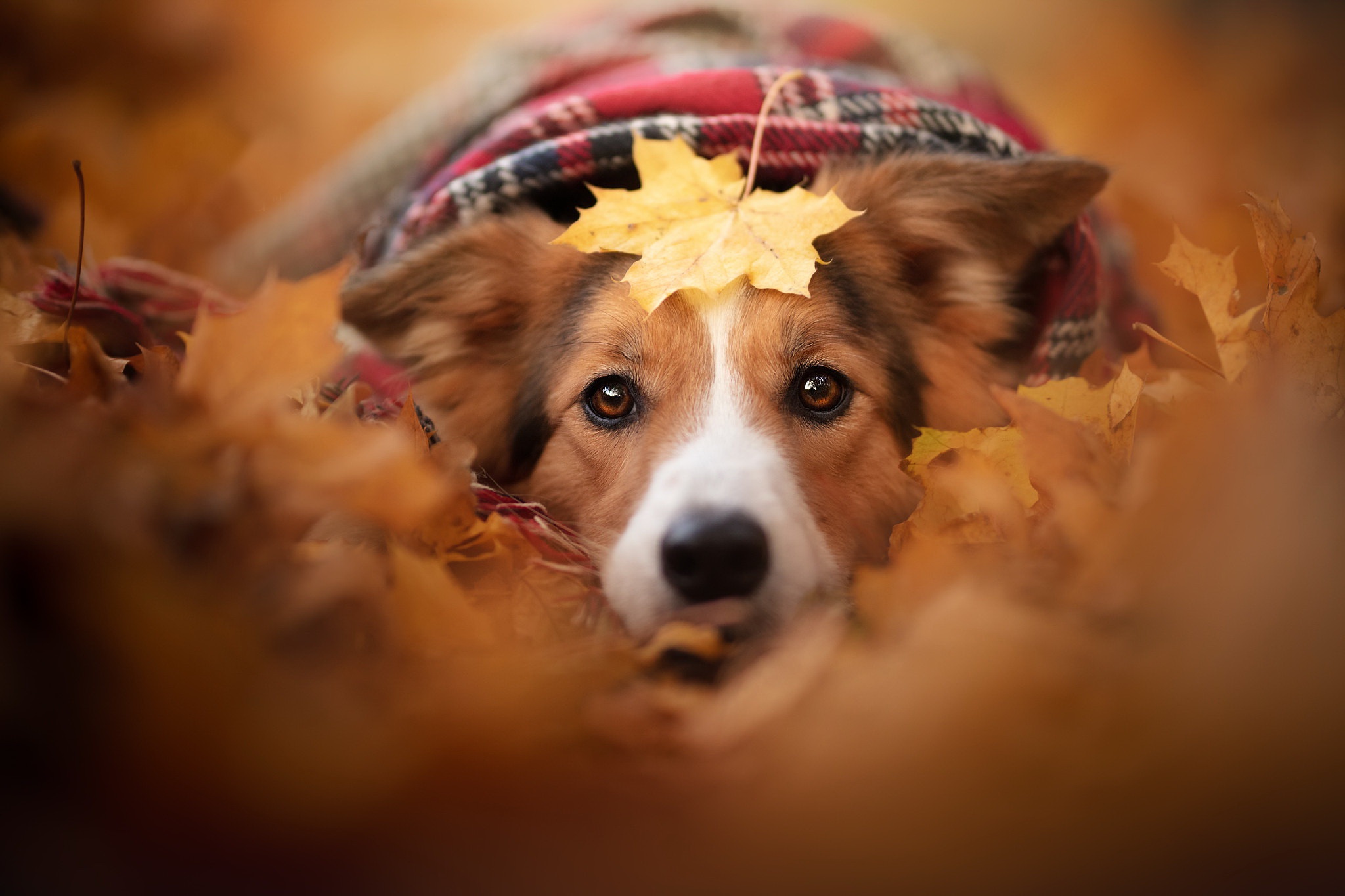 Download mobile wallpaper Dogs, Dog, Leaf, Fall, Animal, Stare for free.