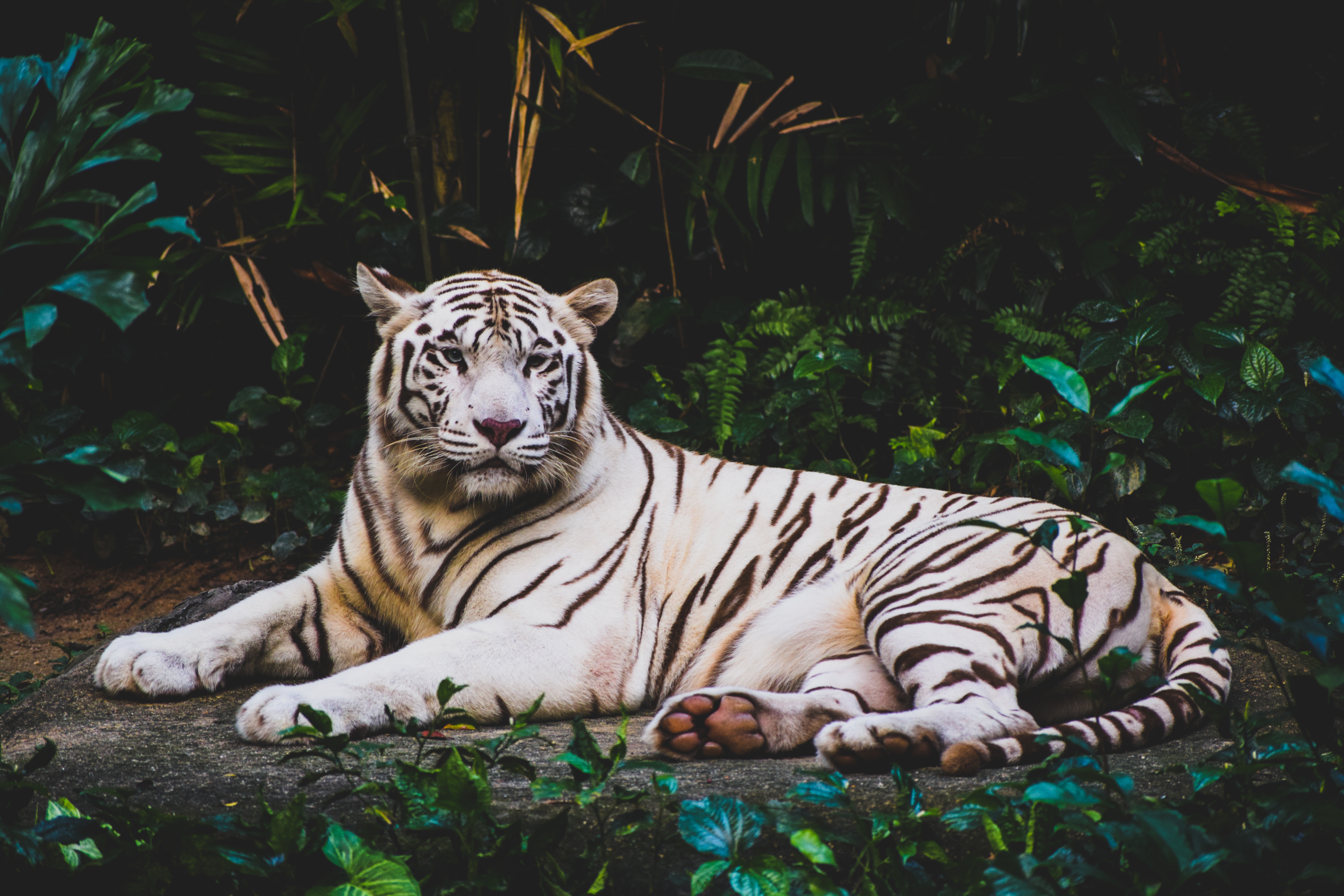 Скачать картинку Лежит, Белый, Хищник, Тигр, Животные в телефон бесплатно.
