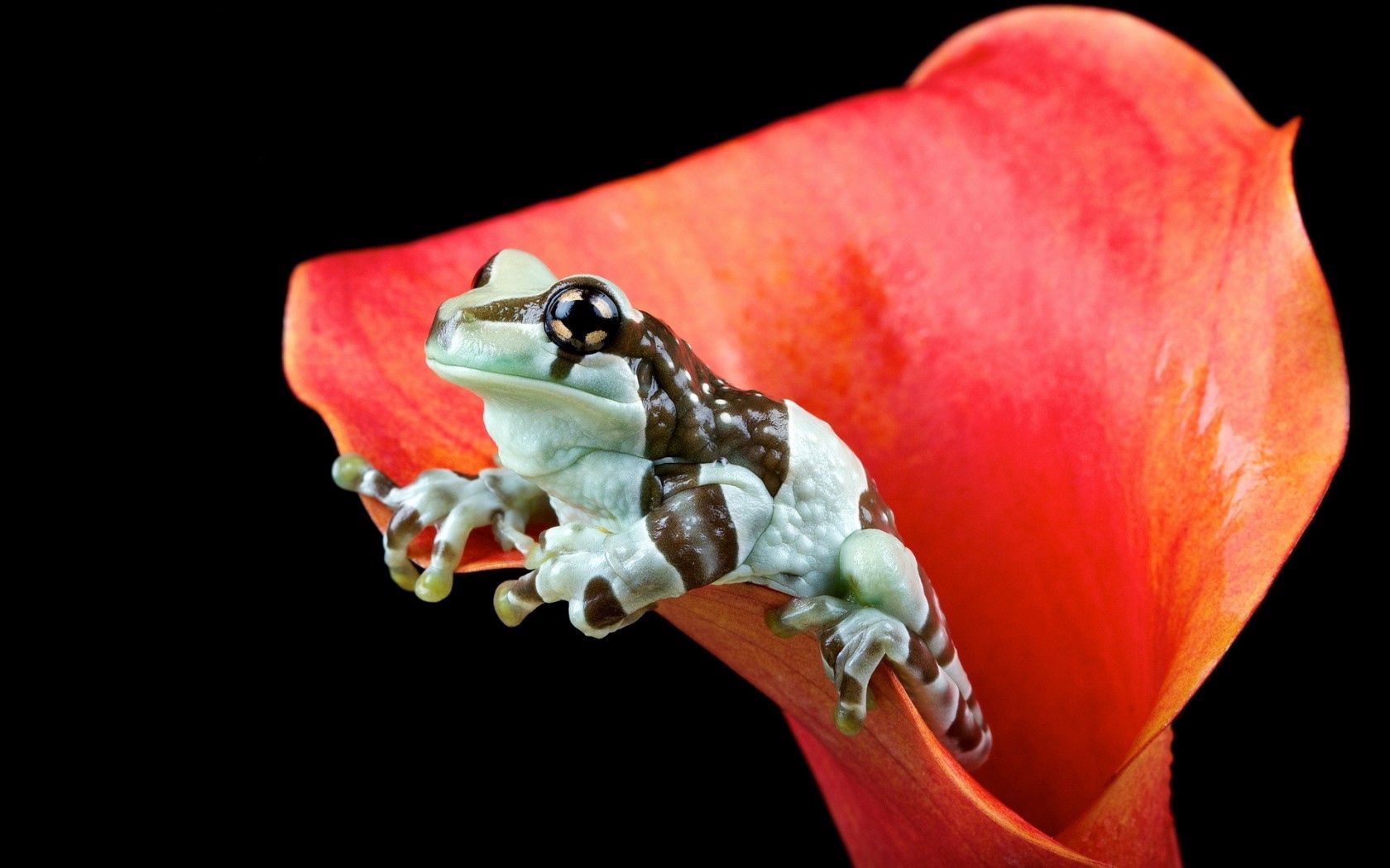 Free download wallpaper Nature, Frog, Animals, Flower on your PC desktop
