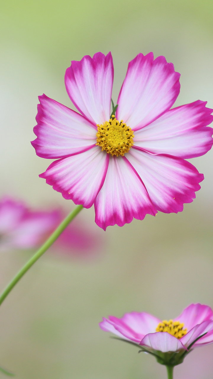 Download mobile wallpaper Flowers, Close Up, Earth, Cosmos for free.