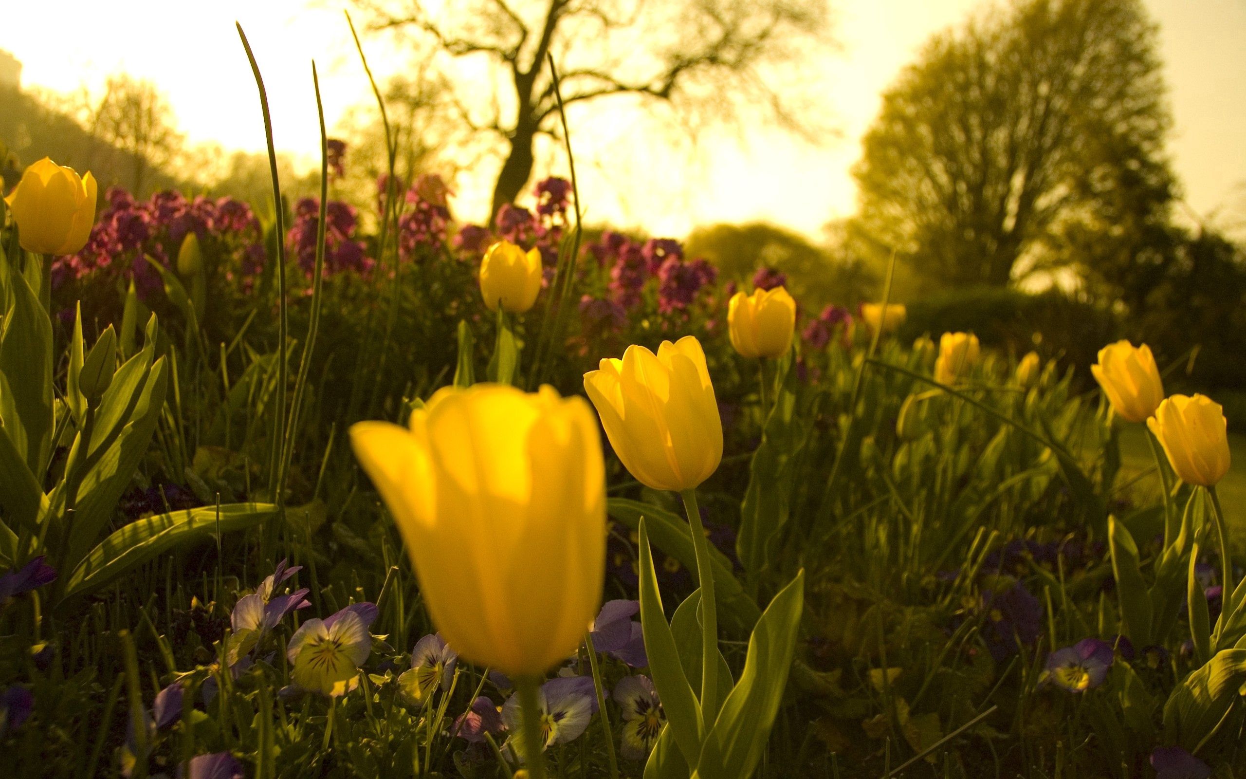 tulips, garden, flowers, pansies, greens, flower bed, flowerbed, evening