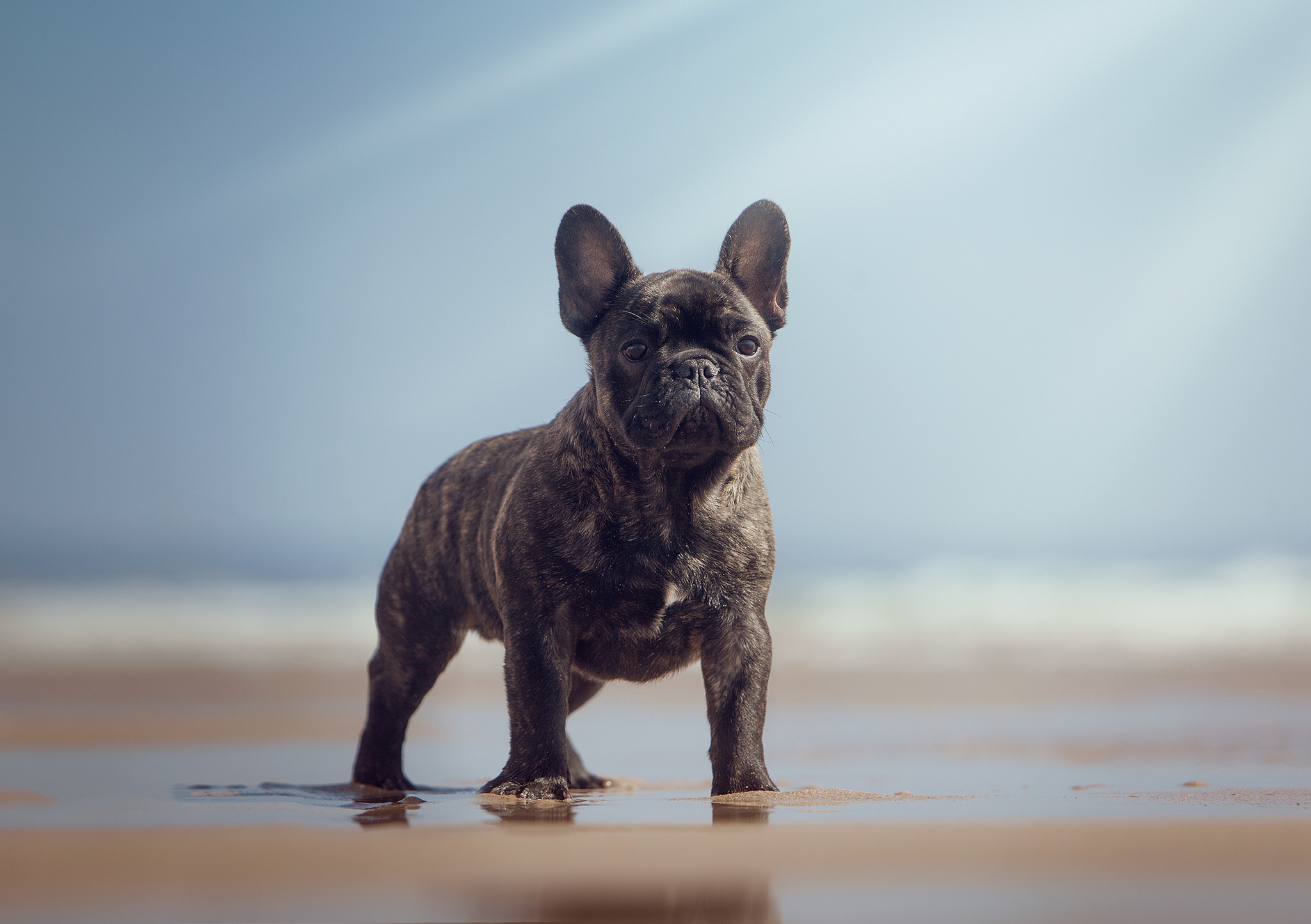 Laden Sie das Tiere, Hunde, Hund, Französisch Bulldogge, Tiefenschärfe-Bild kostenlos auf Ihren PC-Desktop herunter