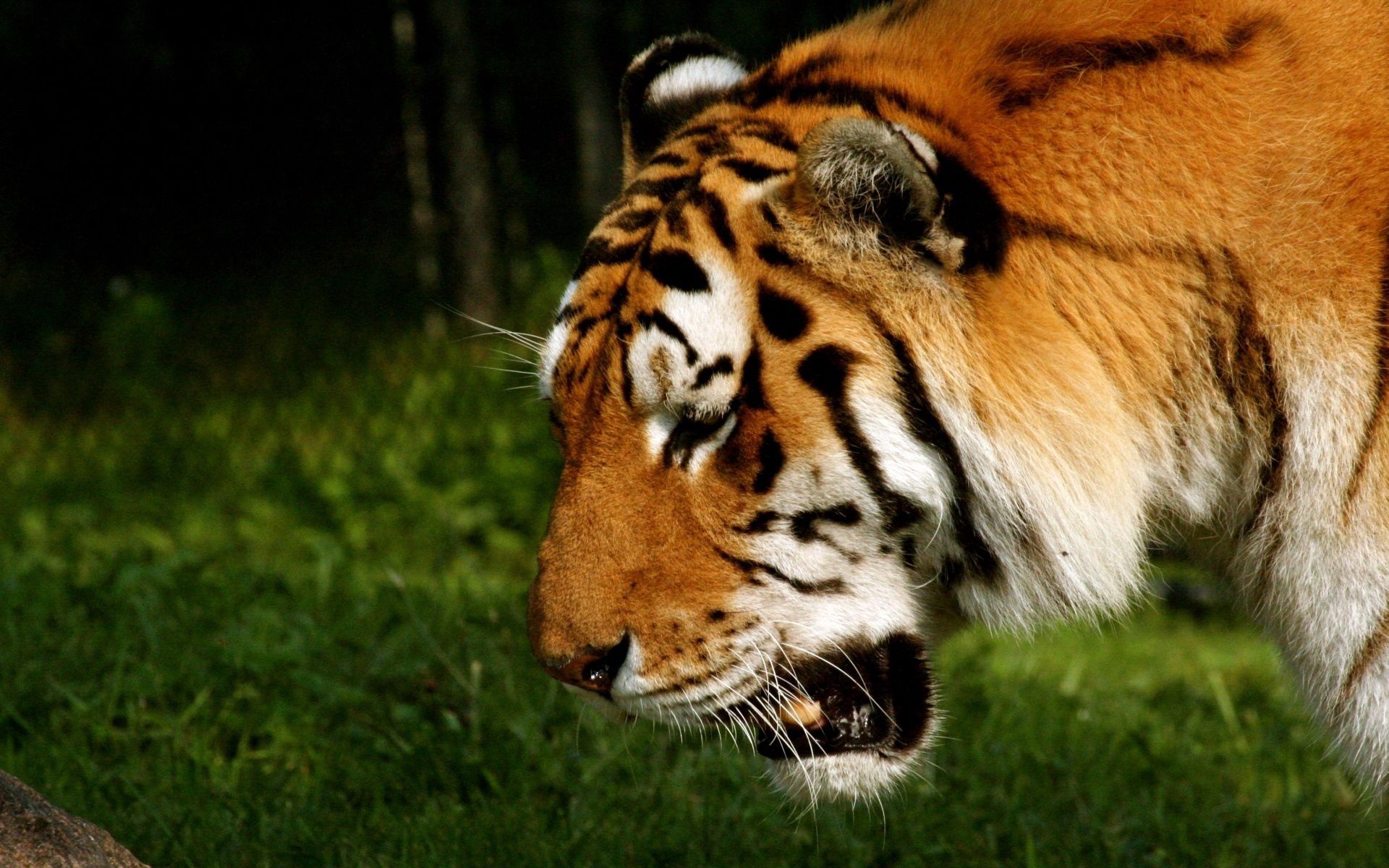 Download mobile wallpaper Striped, Muzzle, Predator, Animals, Tiger for free.