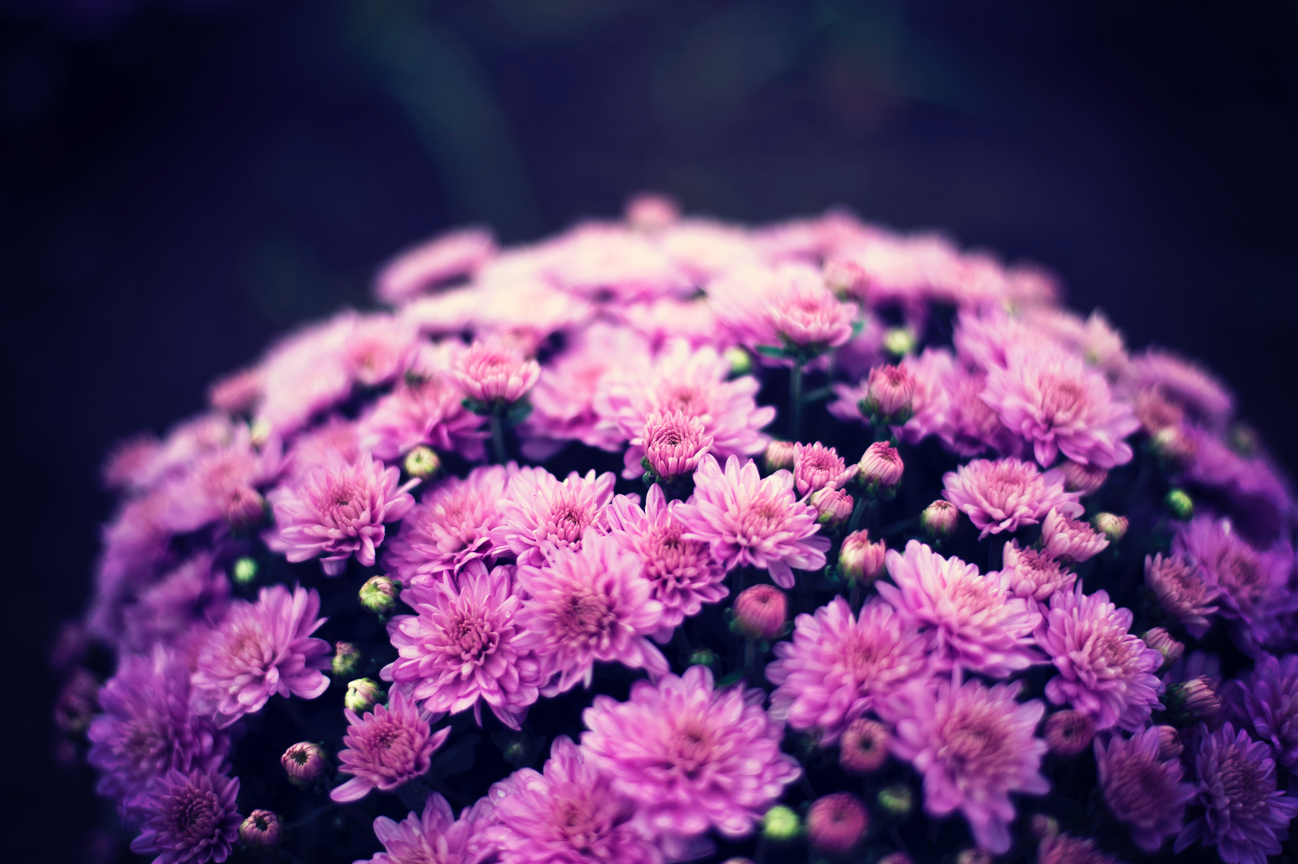 78053 Hintergrundbild herunterladen blumen, chrysantheme, blühen, blühenden, strauß, bouquet, lila - Bildschirmschoner und Bilder kostenlos