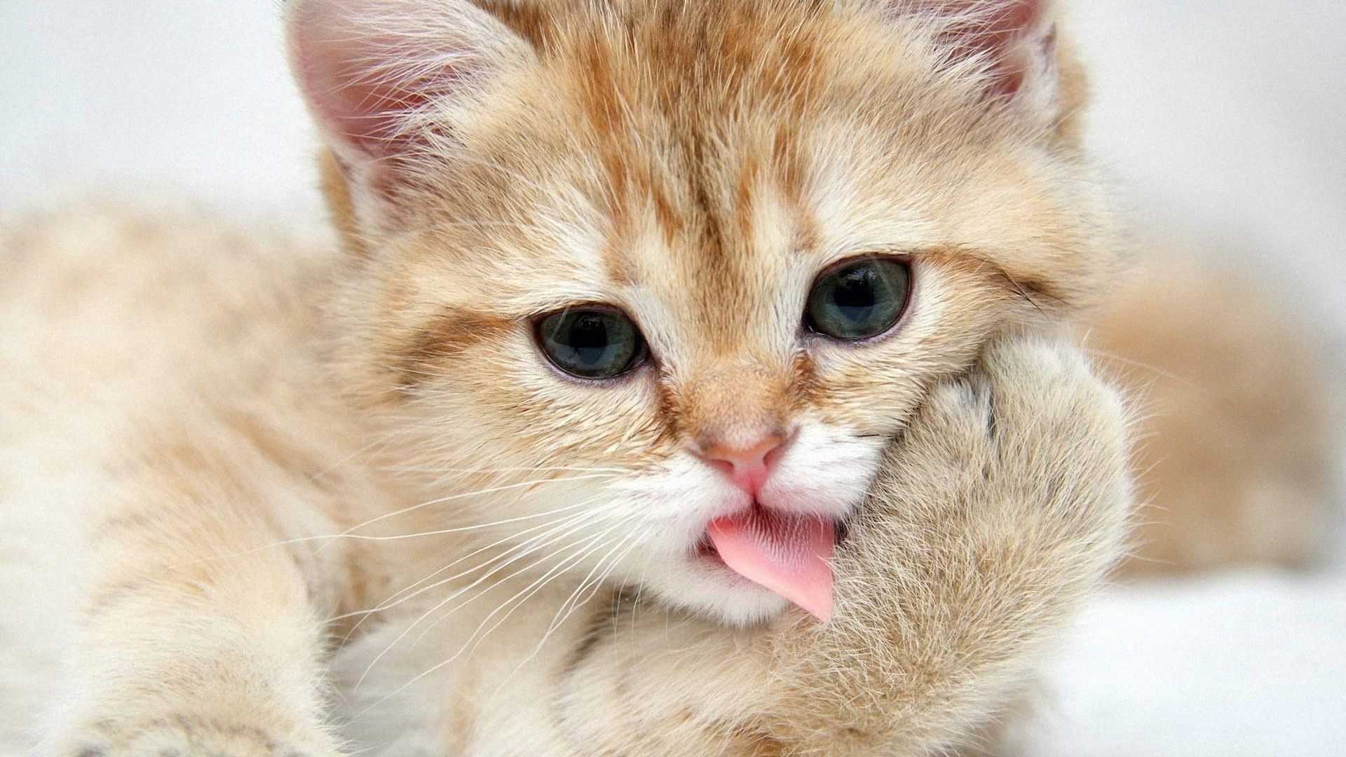 animals, kitty, kitten, muzzle, nice, sweetheart, lick your lips, licking, paw
