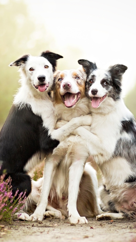 Baixar papel de parede para celular de Animais, Cães, Amor, Cão, Pastor Australiano, Bonitinho, Fofo, Border Collie gratuito.