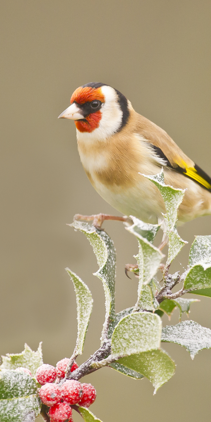 birds, animal, goldfinch