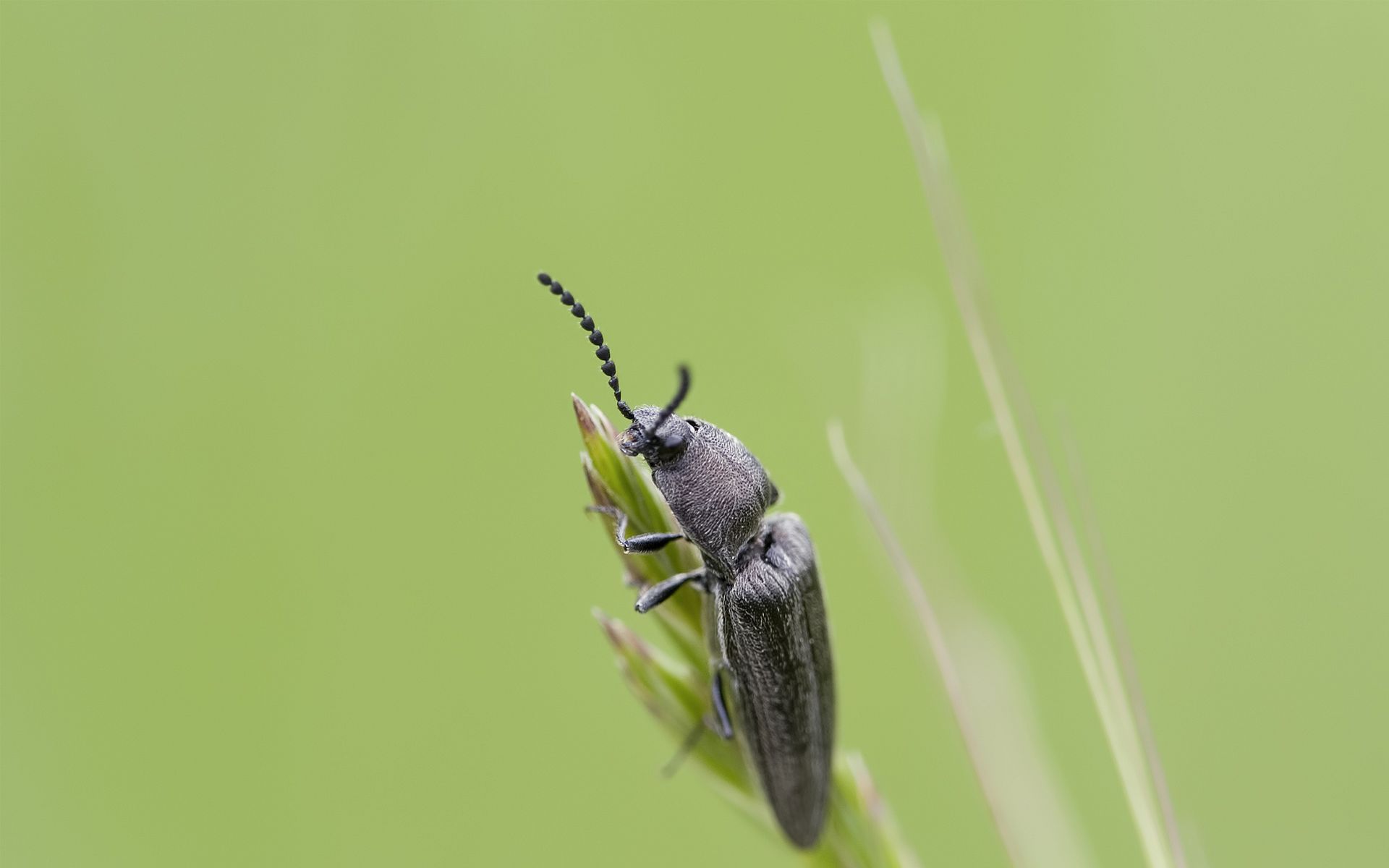 Laden Sie das Tiere, Insekt-Bild kostenlos auf Ihren PC-Desktop herunter