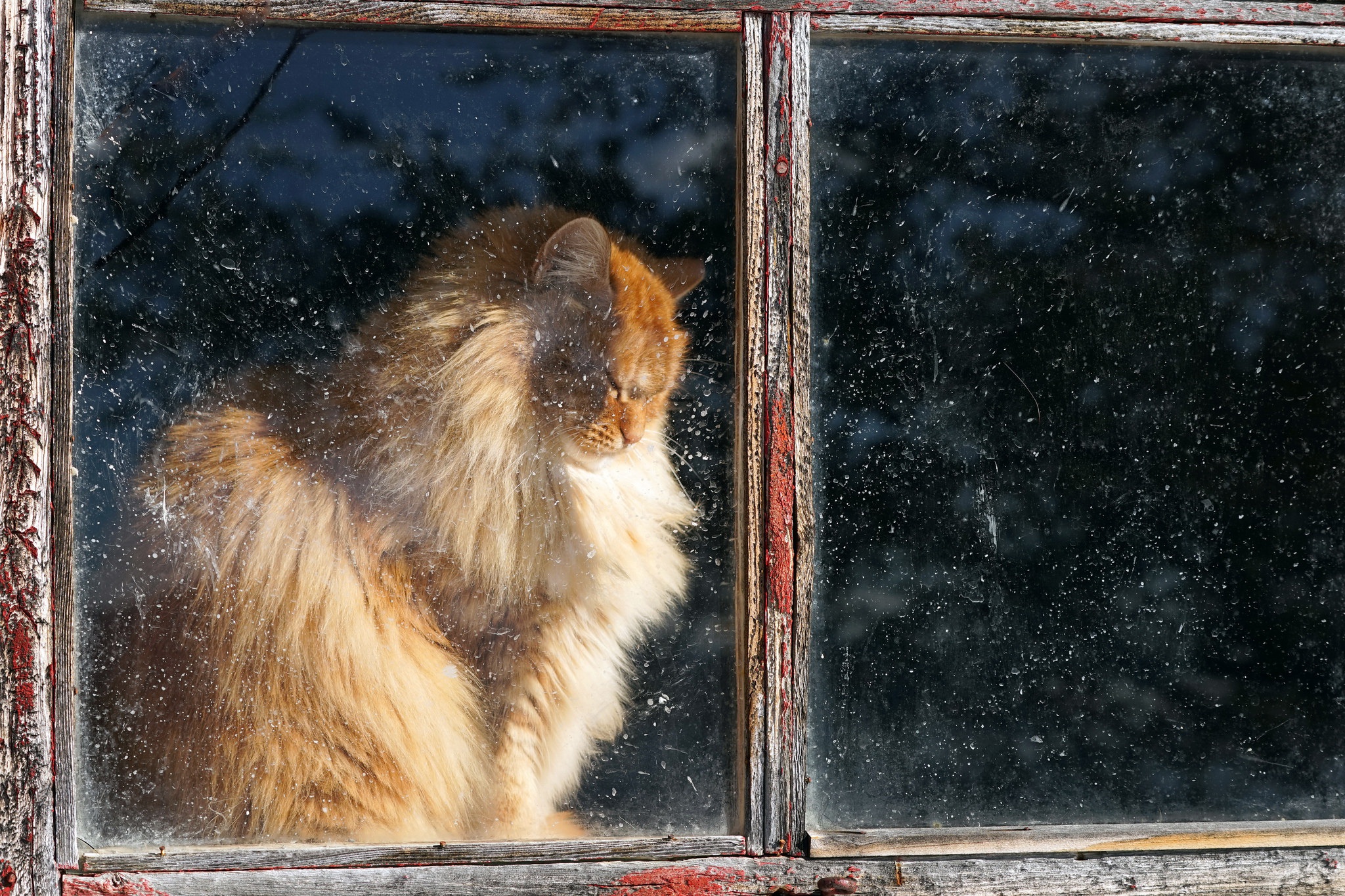 Laden Sie das Tiere, Katzen, Katze, Fenster-Bild kostenlos auf Ihren PC-Desktop herunter