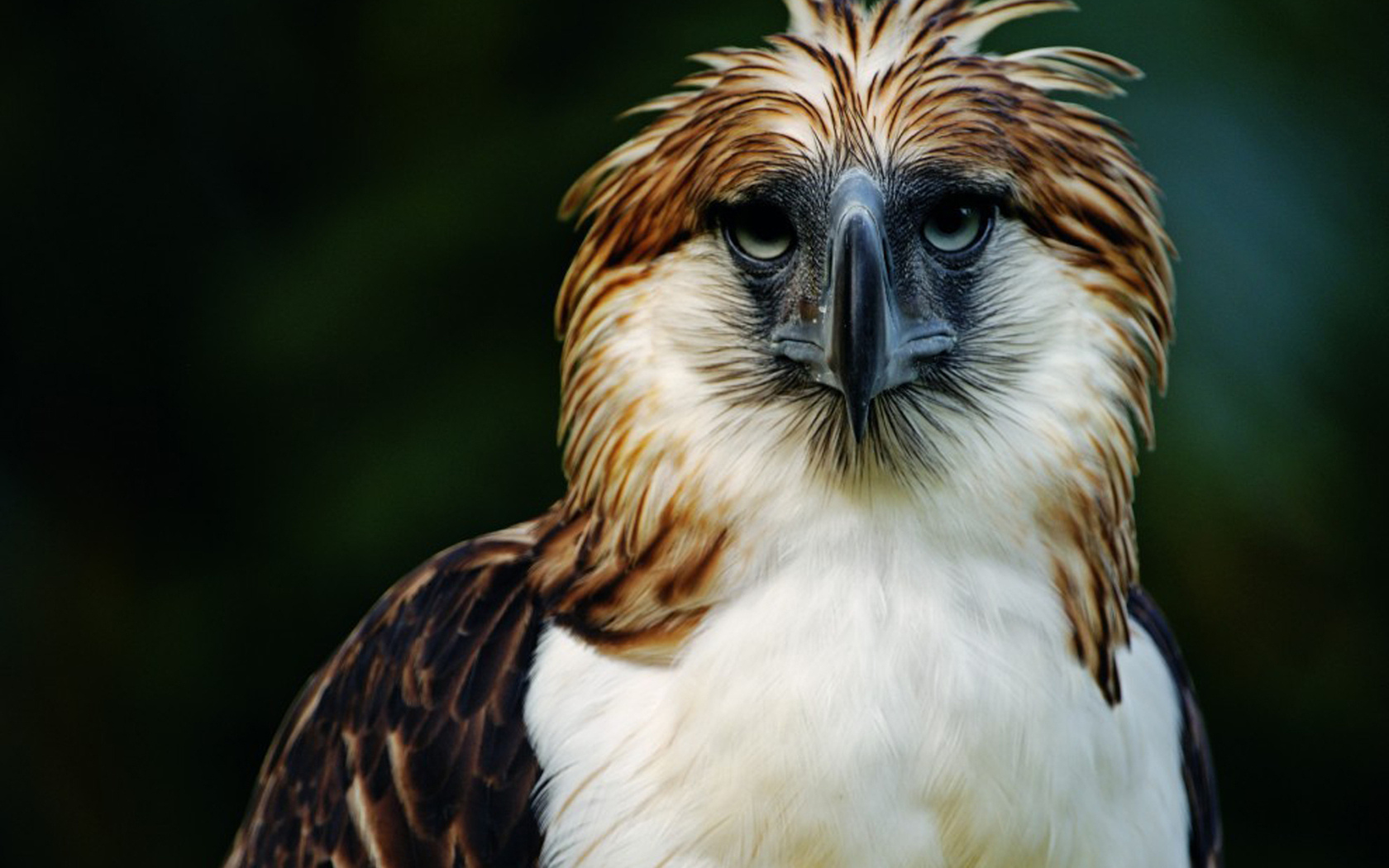 1470497 descargar fondo de pantalla animales, águila filipina: protectores de pantalla e imágenes gratis