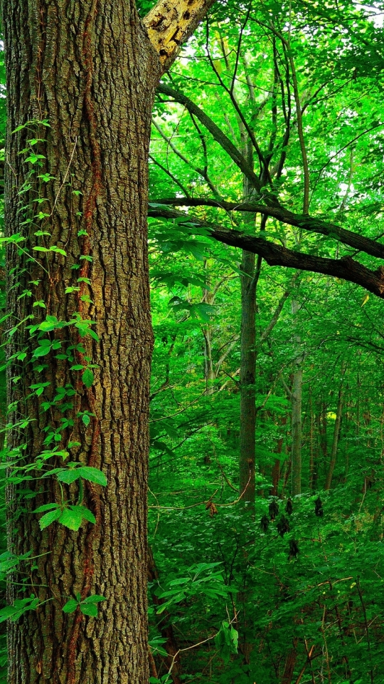 Téléchargez des papiers peints mobile Forêt, La Nature, Terre/nature gratuitement.