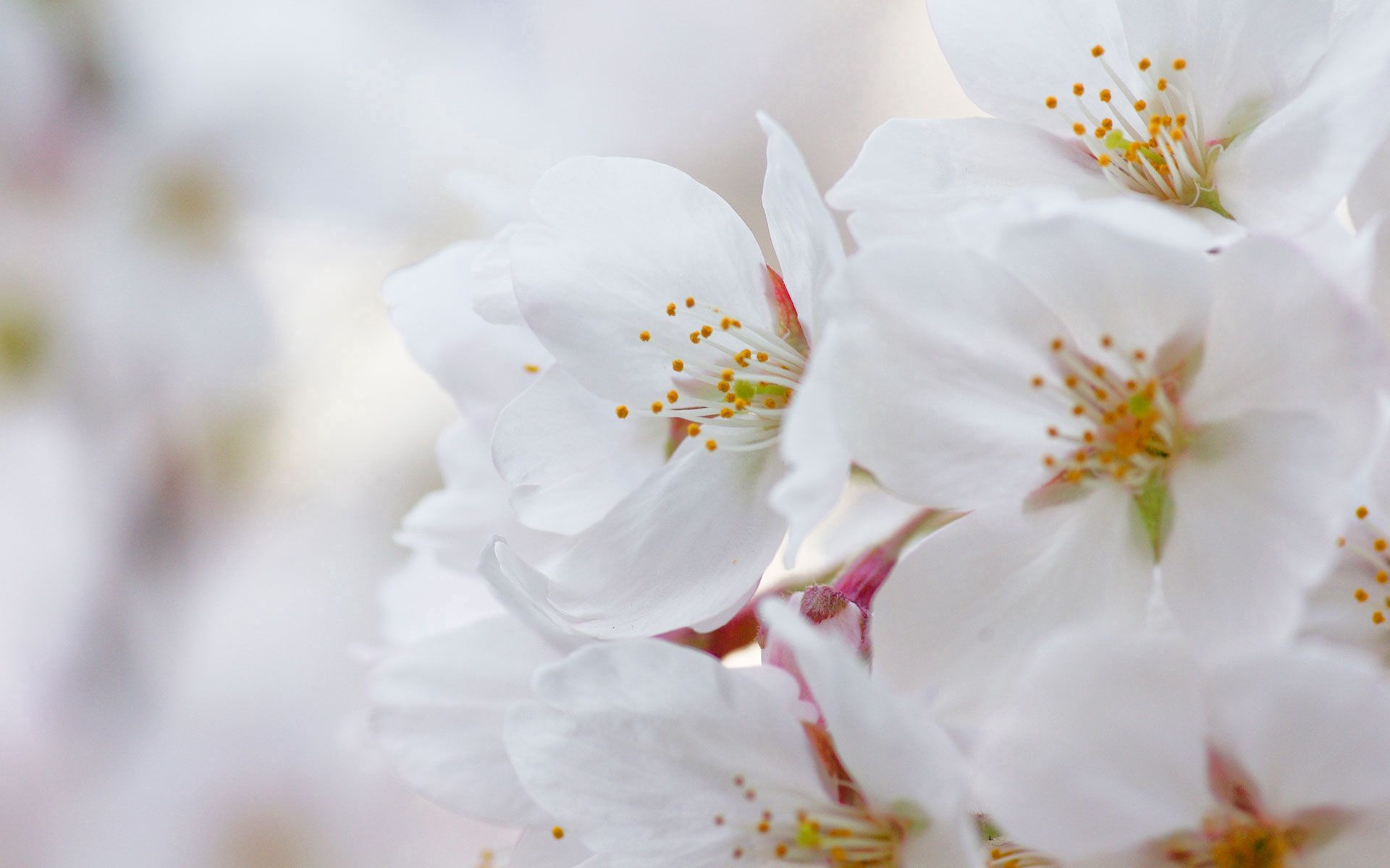 Free download wallpaper Flowers, Macro, Flowering, Cherry, Petals, Bloom on your PC desktop