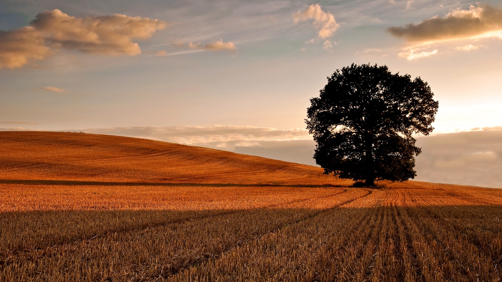 Free download wallpaper Landscape, Trees, Fields on your PC desktop