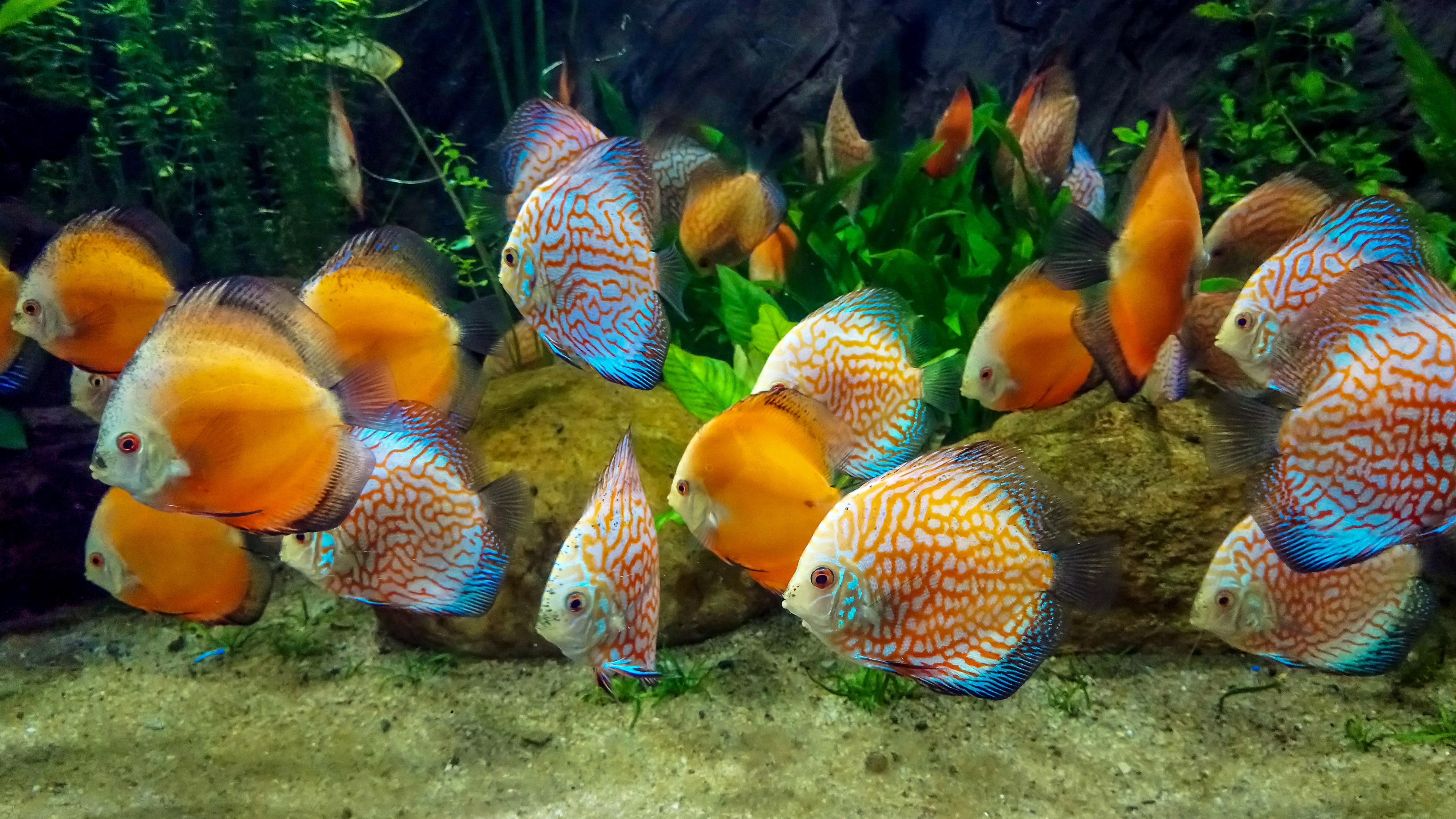 459179 baixar papel de parede peixe tropical, animais, peixe, peixes - protetores de tela e imagens gratuitamente