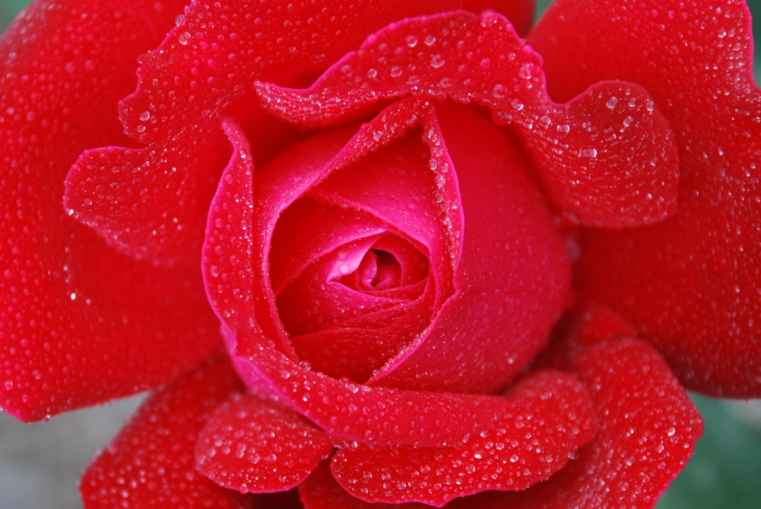 Laden Sie das Natur, Blumen, Blume, Rose, Tautropfen, Erde/natur, Pinke Blume-Bild kostenlos auf Ihren PC-Desktop herunter