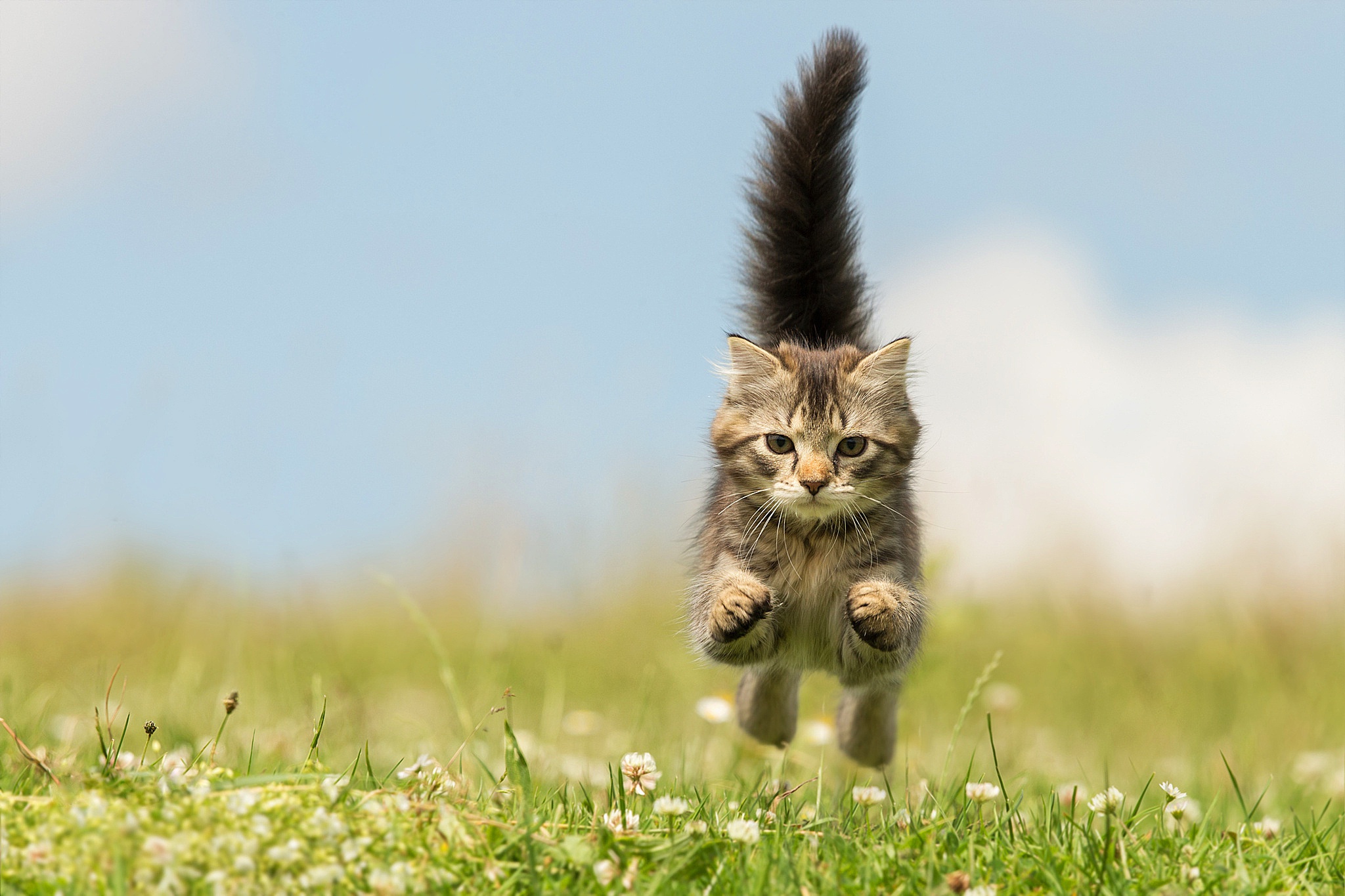 Download mobile wallpaper Cats, Grass, Cat, Blur, Animal for free.