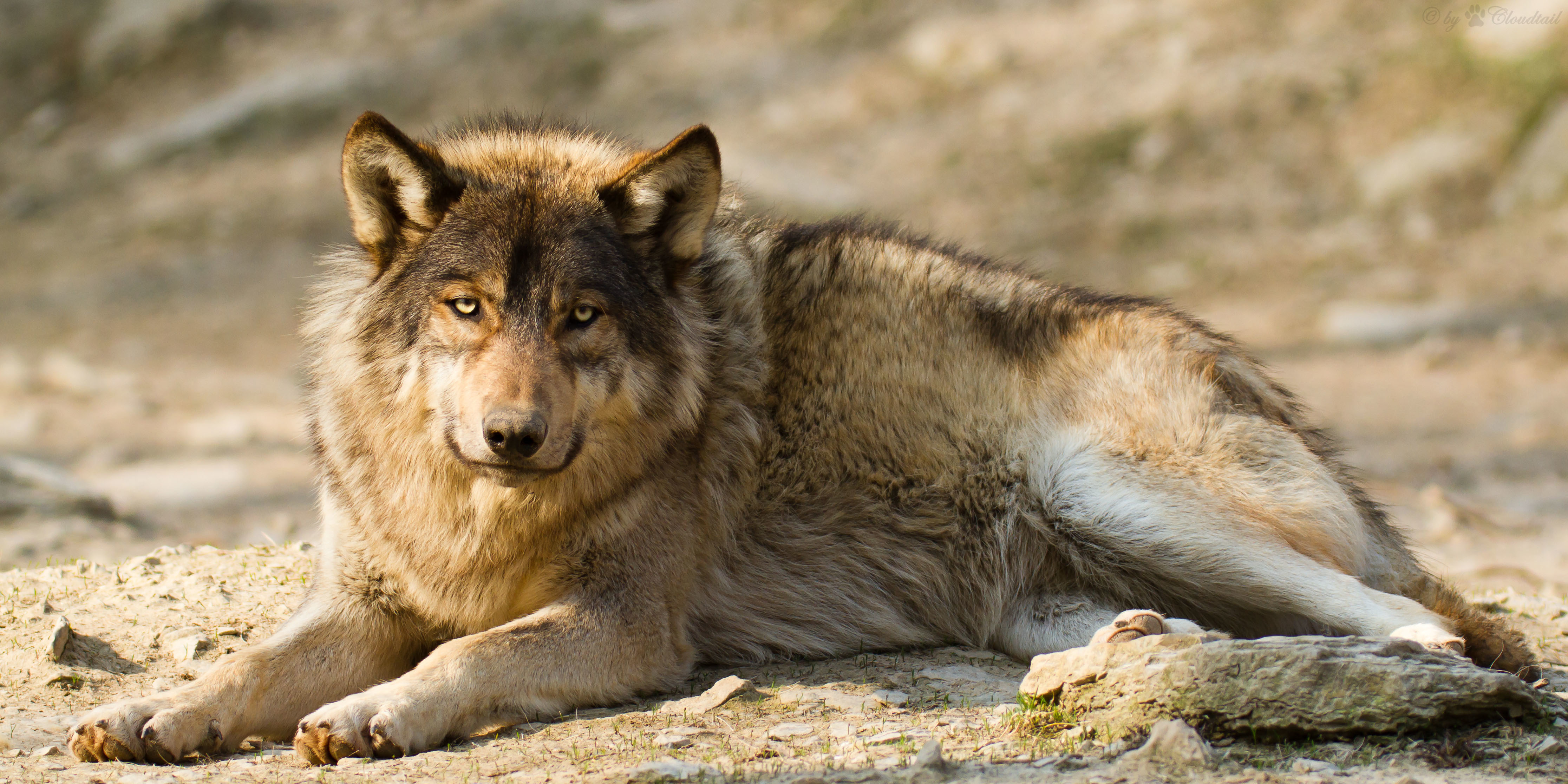 Download mobile wallpaper Wolf, Animal, Lying Down, Stare, Wolves for free.