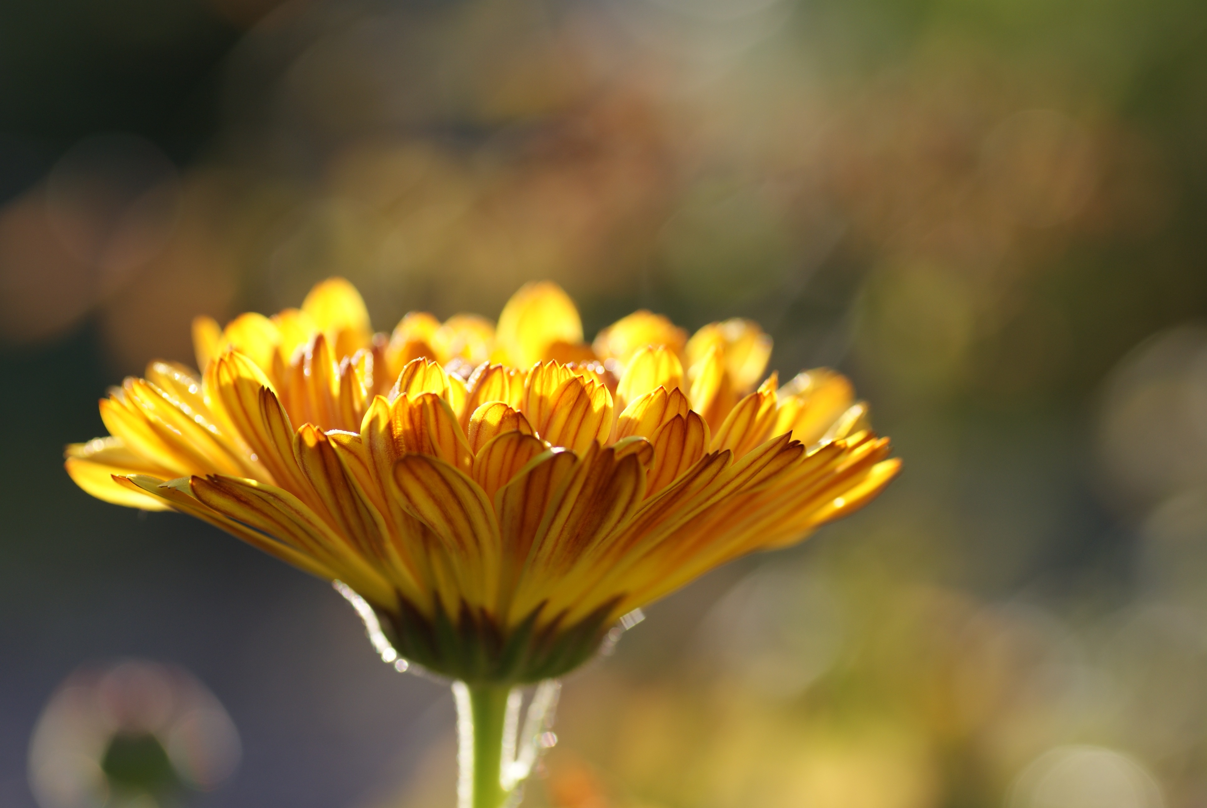 Laden Sie das Blumen, Blume, Nahansicht, Bokeh, Gelbe Blume, Erde/natur-Bild kostenlos auf Ihren PC-Desktop herunter