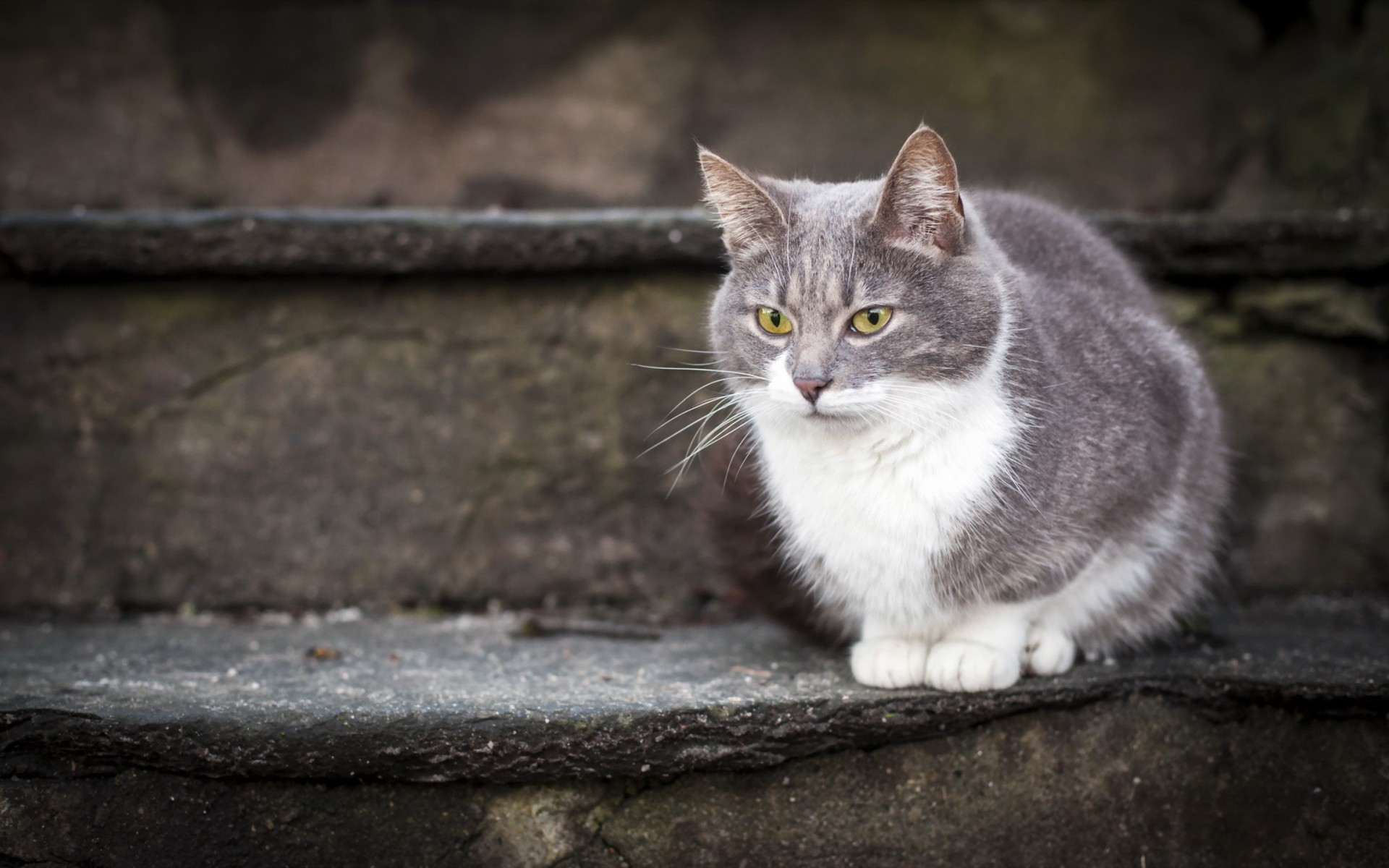 Descarga gratuita de fondo de pantalla para móvil de Animales, Gato.