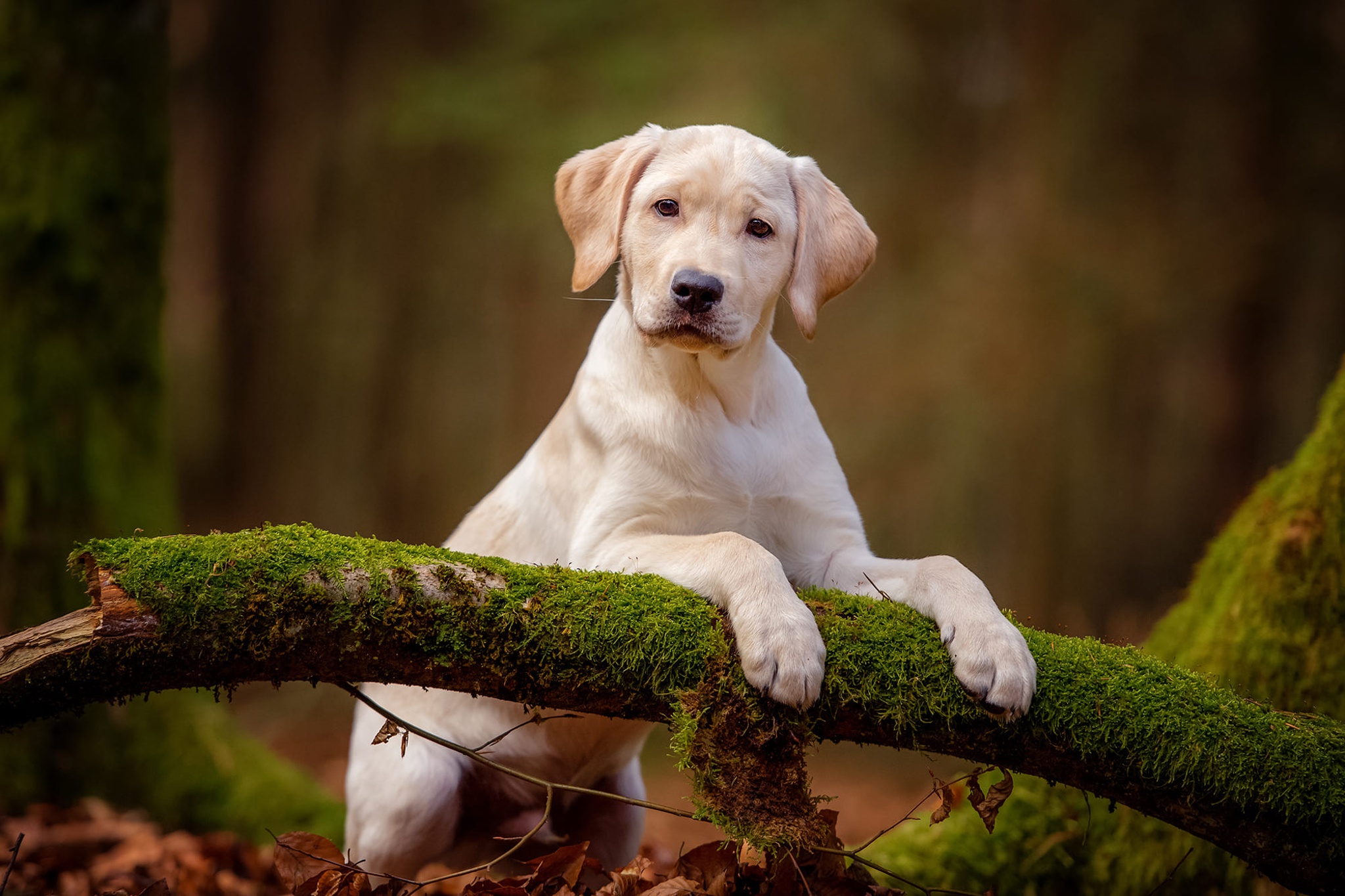 Free download wallpaper Dogs, Dog, Animal, Puppy, Labrador Retriever, Baby Animal on your PC desktop