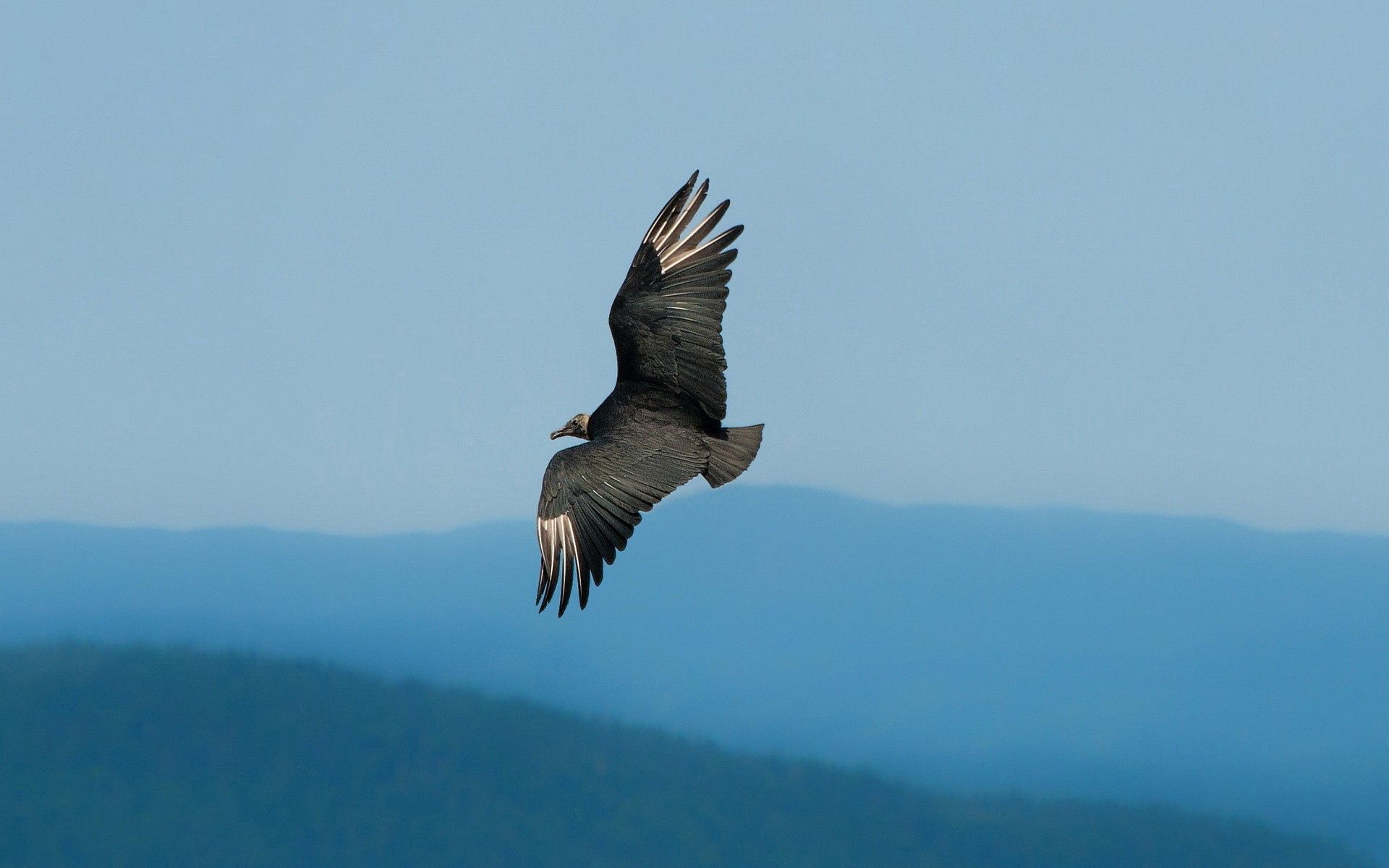 85023 скачать обои птица, орел, животные, небо, полет, взмах - заставки и картинки бесплатно