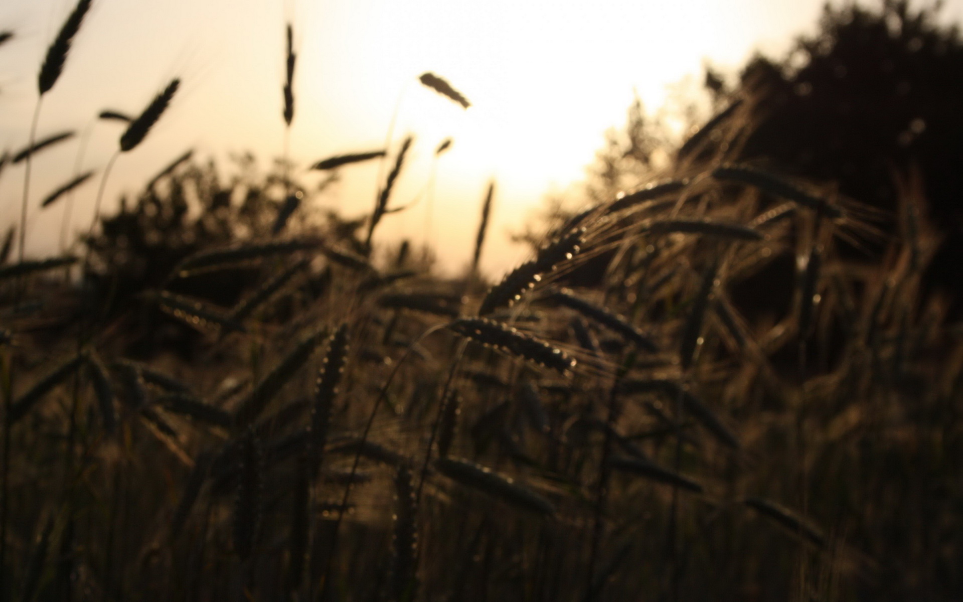 Handy-Wallpaper Weizen, Erde/natur kostenlos herunterladen.