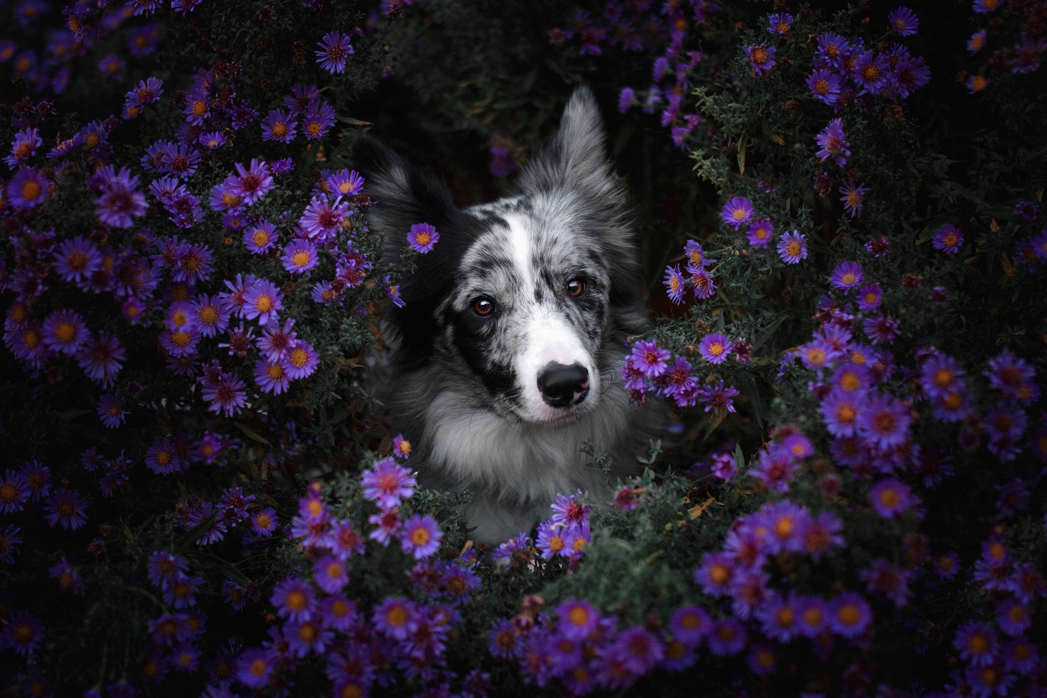 Free download wallpaper Dogs, Flower, Dog, Animal, Border Collie, Purple Flower on your PC desktop