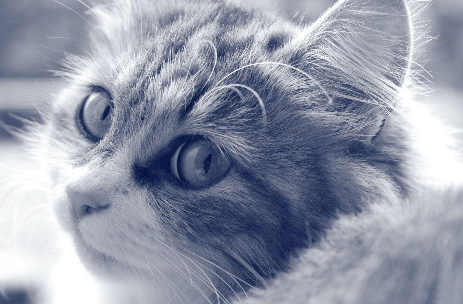 Free download wallpaper Animals, Fluffy, Muzzle, Sight, Opinion, Bw, Chb, Cat on your PC desktop